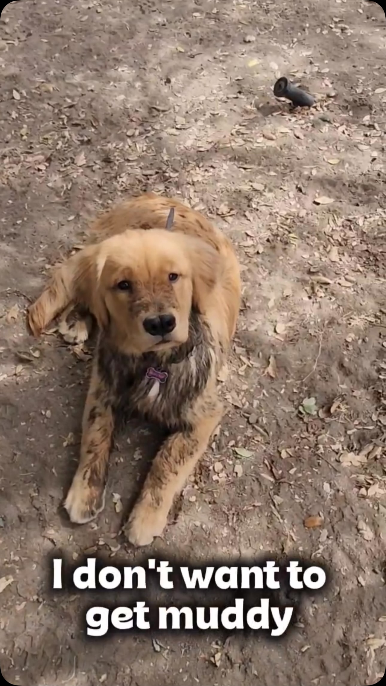 I didnโt want to. It wasnโt my choice ๐คทโโ๏ธ๐พ๐ถ #ocdogranch #goldenretriever #goldendoodle #dogboarding #dogtraining