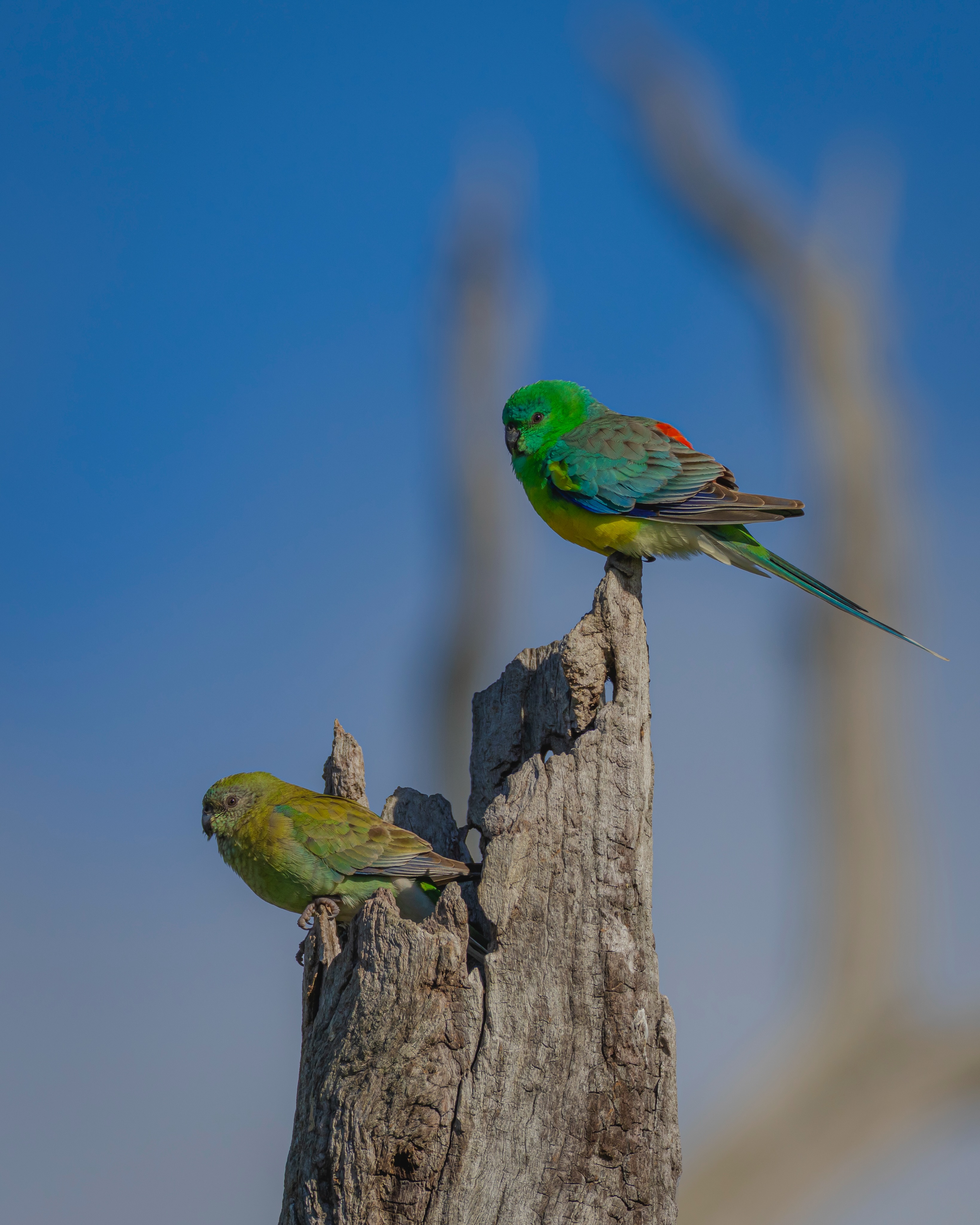 Branch Managers
Two red-rumped parrots conducting a very serious morning meeting from the top office.
No agenda, no minutes, and at least one of them is clearly just there to check out the other one’s rump, HR is not involved…yet.
#ausgeo #birds #wildlifephotography #canonanz #birdsofinstagram
Canon R7 w/1.4TC & RF400mm 2.8