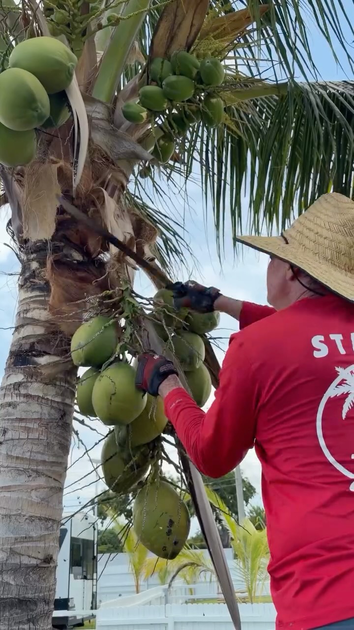 Just another tropical day at Leo’s 🌴🥥☀️
Fresh coconuts & island vibes! 💦🌴#keywest #leoskeywestcampground #rvlife #keywestvacation #rv