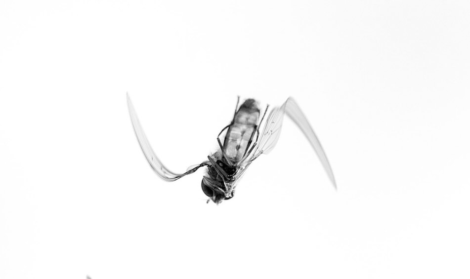 Coming in to land
Something about the tiny things has always fascinated me.
From an early age, bugs & birds were subjects I was inherently drawn to. Playing around with cameras & exploring the macro setting is what led me to grow more and more interested in the natural world & the arts - ultimately resulting in my decision to study biology at @biologyoxford & leading to my career now!
So when photographing up in Scotland recently, the joys of photographing hoverflies came with a whole host of nostalgic memories.
This particular shot is one of my absolute *favourites*. One species of hoverfly coming in to land, its wings at perfect 90 degree angles in a zigzag from one another ; and the other species stepping off, ready to fly away.
Anyone who knows the species plz lemme know!!
.
Shot on @lumix S5 with a @sigmauk 105mm macro
.
.
.
#photography #macro #bugs #lumix #blackandwhite @buglife_ict @bugawards @insectweek @omnh_invertebrates