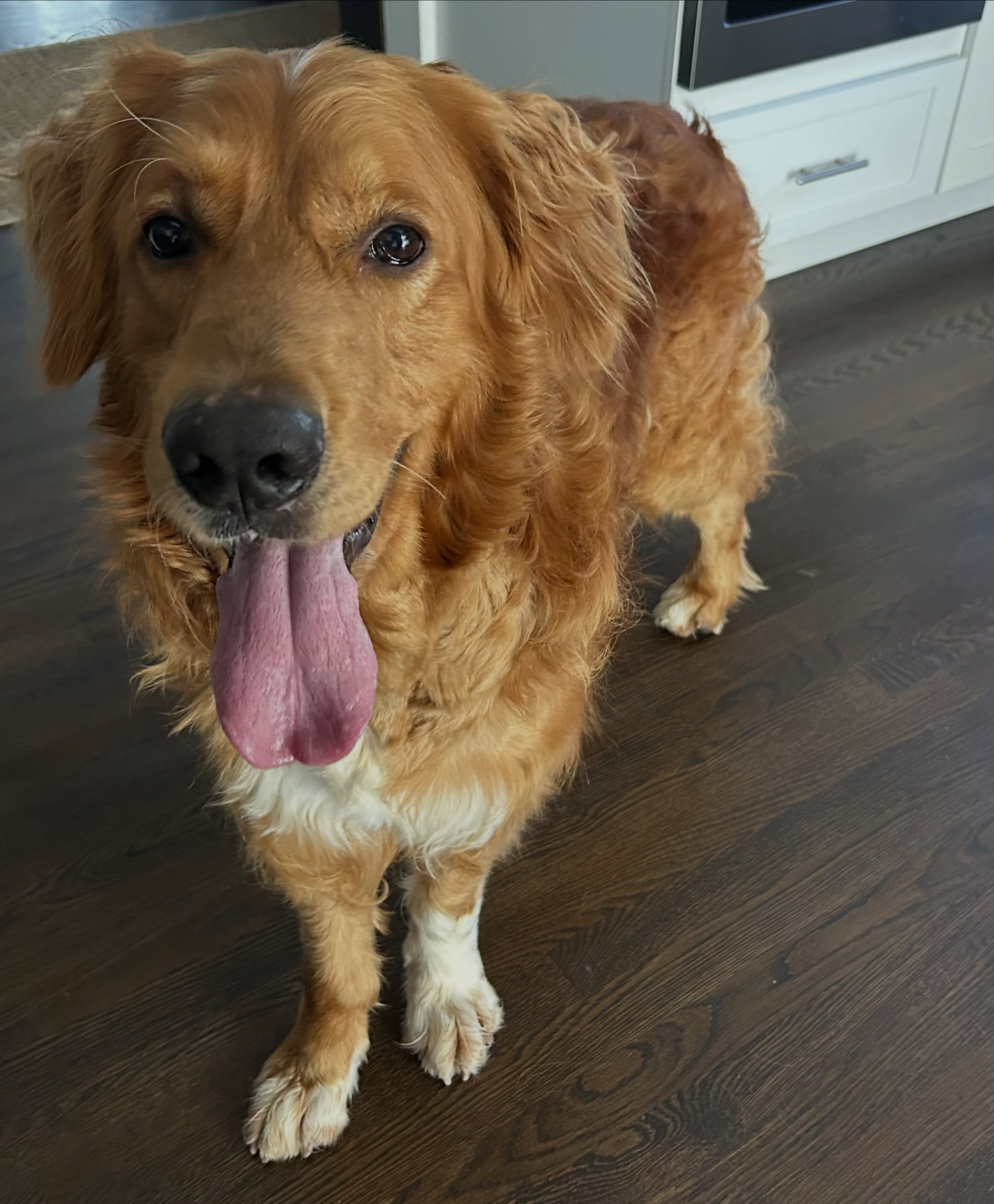 Happy #tongueouttuesday from our newest pal, Max! Weβve got a feeling this is the first of many tongue out posts with this handsome fella! πΎπ