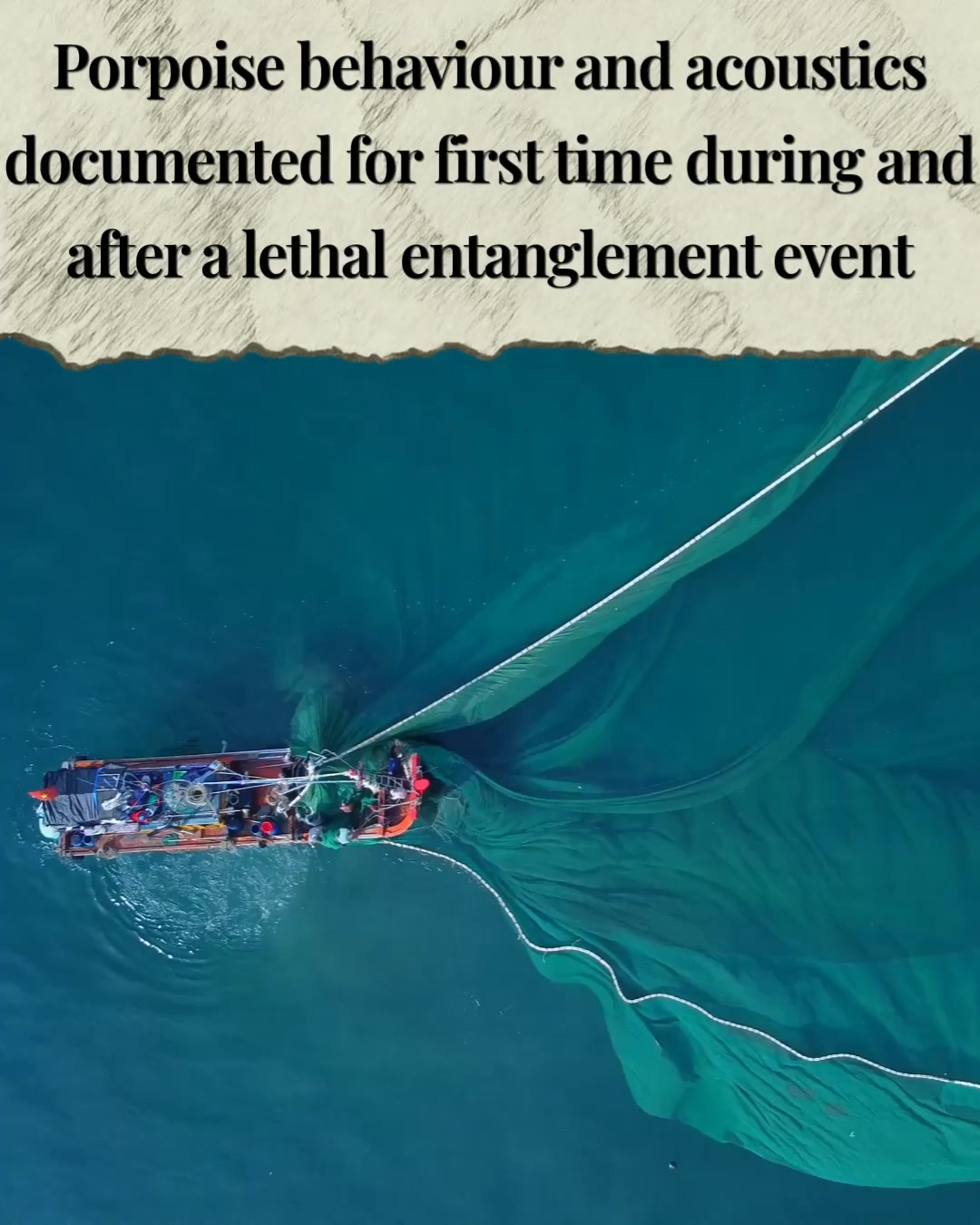 A really interesting new paper shows something rarely captured in bycatch research (or human-wildlife conflicts in general): what animals were doing before, during and after a lethal entanglement event.
Two harbour porpoises were tracked around a static gill net in Cornwall, in the UK. Both appeared to be actively foraging close to the net before one became entangled. During the event, the trapped porpoise tried to escape, lifting the net by around 7 m, while both animals shifted from foraging-related echolocation to probable communication calls.
After the porpoise died, the second animal continued unusual calling behaviour for several hours. The authors, Macaulay et al. (2026), suggest they may have been a social unit, and that this could represent a stress-related social response.
This is a good example of why individual welfare and behavioural data matter for conservation, and exercises like Environmental Impact Assessments (EIAs): mortality tells us how many animals are affected, but behaviour can help explain how impacts happen and where mitigation could work.
In the UK, small cetacean (dolphin and porpoise) bycatch in static nets only is estimated to be approximately 1000 individuals per year. Although the gear here is a fishing gill net, the basic principle is similar to the static shark nets used in parts of Australia: mesh suspended in the water column that frequently entangle non-target wildlife.
Paper reference, open access: Macaulay J, Kingston A, Coram A, Hicks J, Oswald M, Swift RJ, Northridge S. 2026 First detailed insights into harbour porpoise behaviour during a bycatch event. R. Soc. Open Sci. 13 : 260565.
