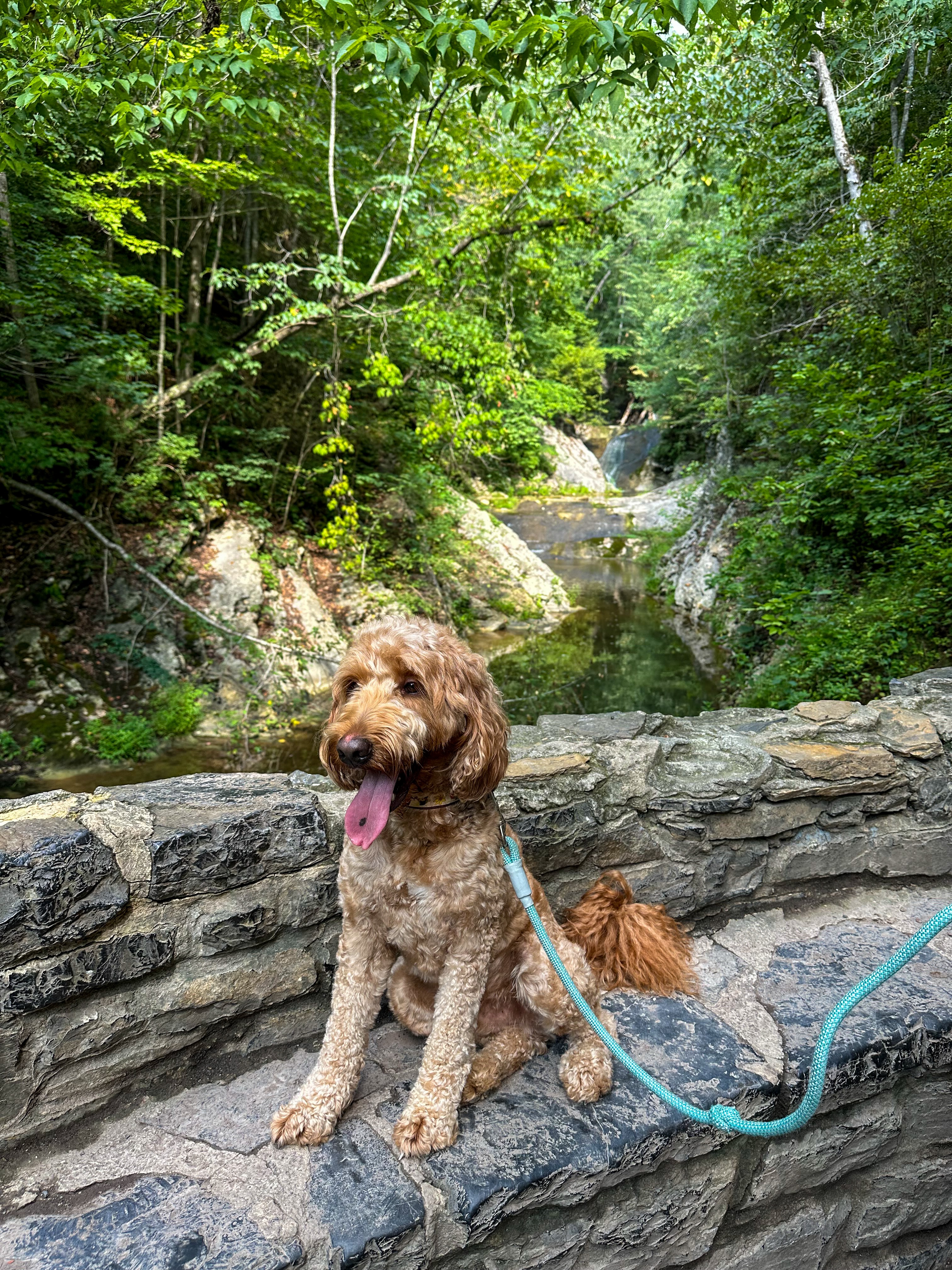 A visit to Natural Bridge State Park for nature, caves, and snakes! Oh and a fun hike with Murphy!
The park has 1500+ acres with a lot of history and a 2-mile roundtrip path to see the bridge and other cool spots, like caves!
.
.
.
#VisitVA #LoveVA #vastateparks #naturalbridge #naturalbridgestatepark {family travels, state parks, explore Virginia, US destinations}