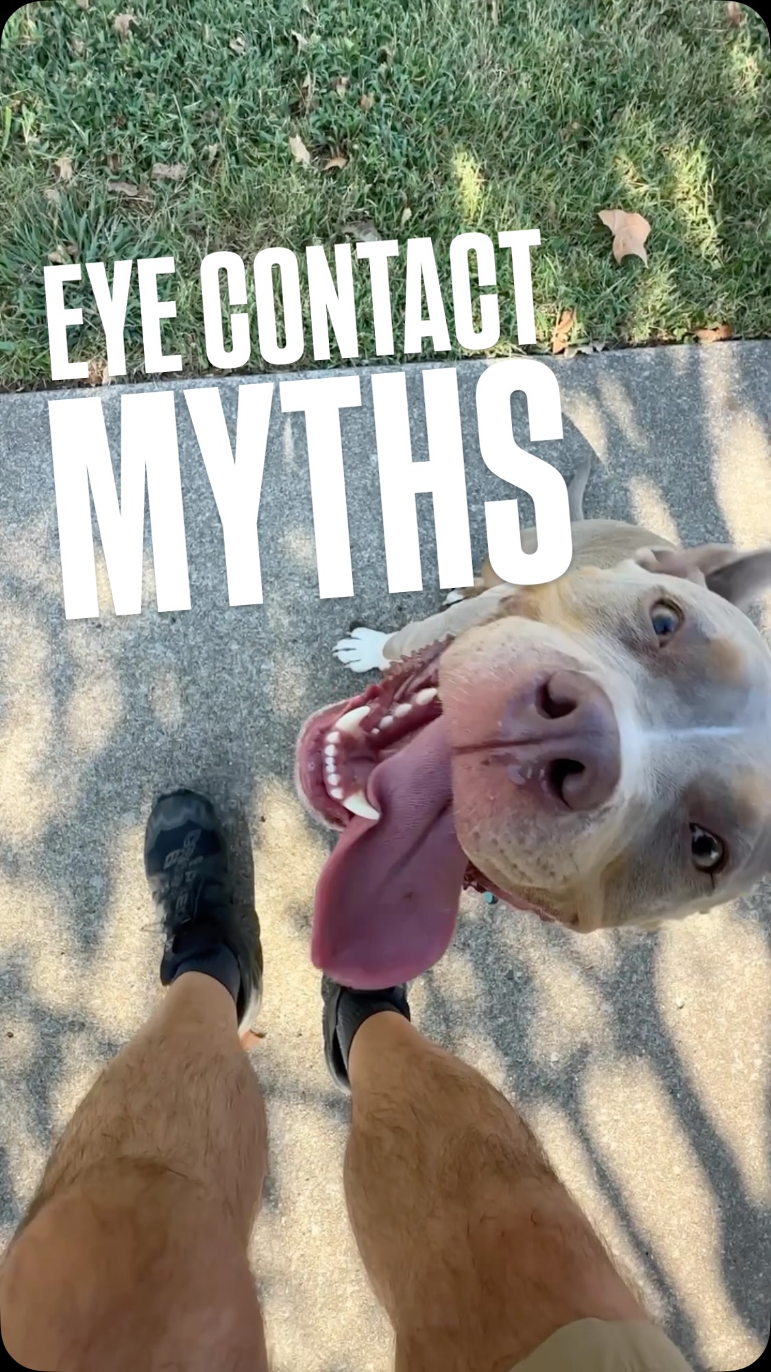 👁️ WHAT EYE CONTACT MEANS 👀
One behavior that I see being taught a lot in the cookie cutter obedience programs at big box stores and in dog trainer schools is the “look / watch / eyes / focus” command.
I don’t teach it. I never have. You know why? Because my dogs know who I am to them. I’m happy to acknowledge eye contact, especially for a focused heel, but I don’t “simp” for it.
Instead, become everything to the dog. Be the person who represents opportunity and inevitability and you’ll get eye contact in full.
Asking for a behavior instead of training a mindset is really common in the dog world. It’s important to learn the difference. I am still learning new things all the time.
#pitbull #staffordshireterrier #dogtraining #dogsofinstagram #caninebehavior