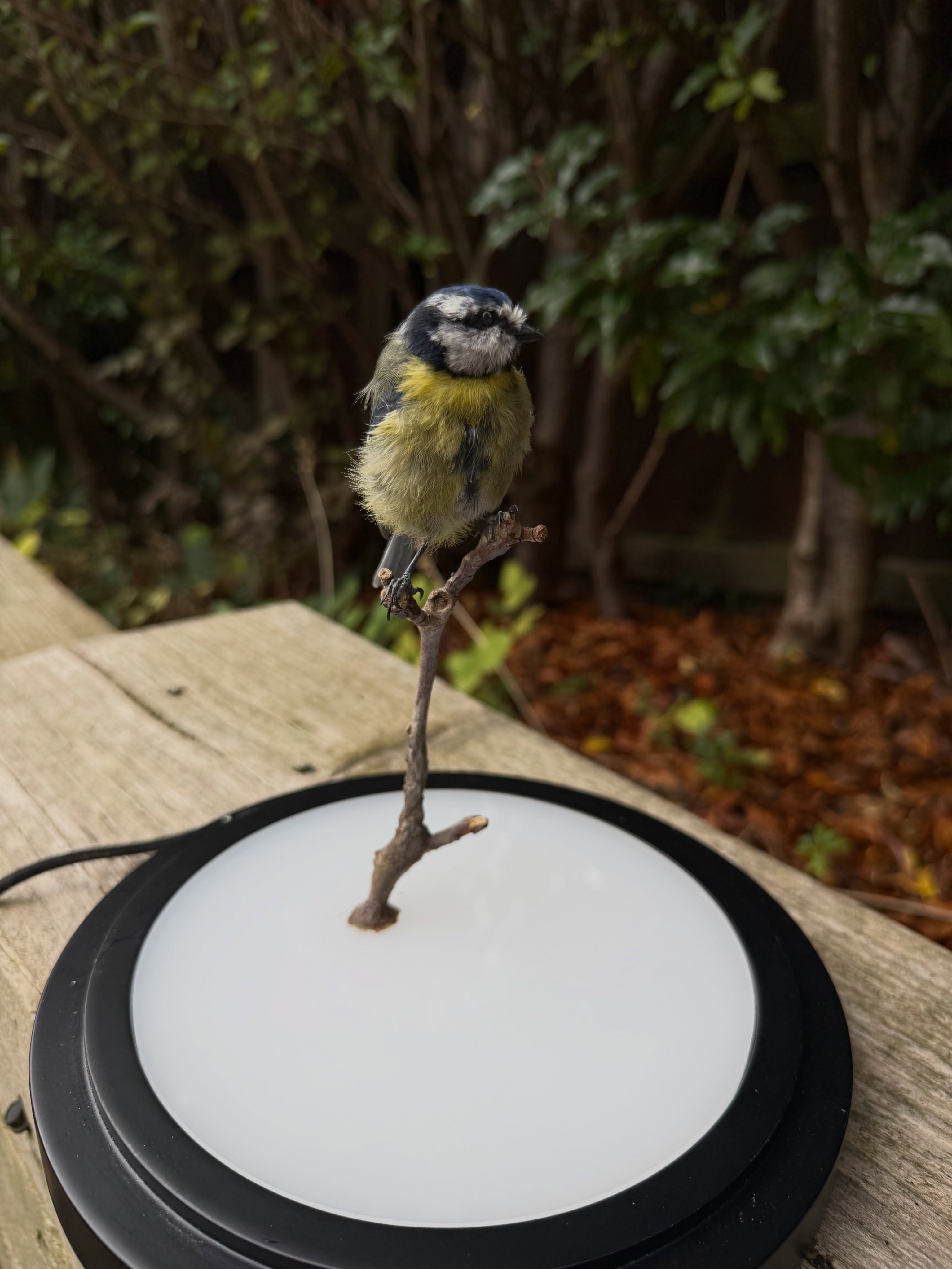 Little blue tit that was a bit ruffled due to the window collision injury. Not perfect but still can be appreciated. This cool dome was provided by the customer and lights up! Very different 😎
#bluetit #taxidermy #commission #dome