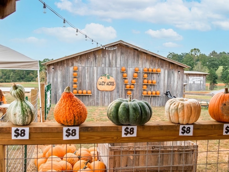 ⚡️ LAST CALL! Our Flash Sale ends TOMORROW!
If Mississippi Pumpkin Fest is on your fall bucket list, now’s the time to grab your tickets at our LOWEST prices of the season! 🎃
🎃 Pumpkin Festival: JUST $13
🌙 Pumpkin Festival & Monsters in the Moonlight Combo: JUST $21
⏰ Don’t wait! Prices go up when the sale ends.
🎟️ lazy-acres.com/admission