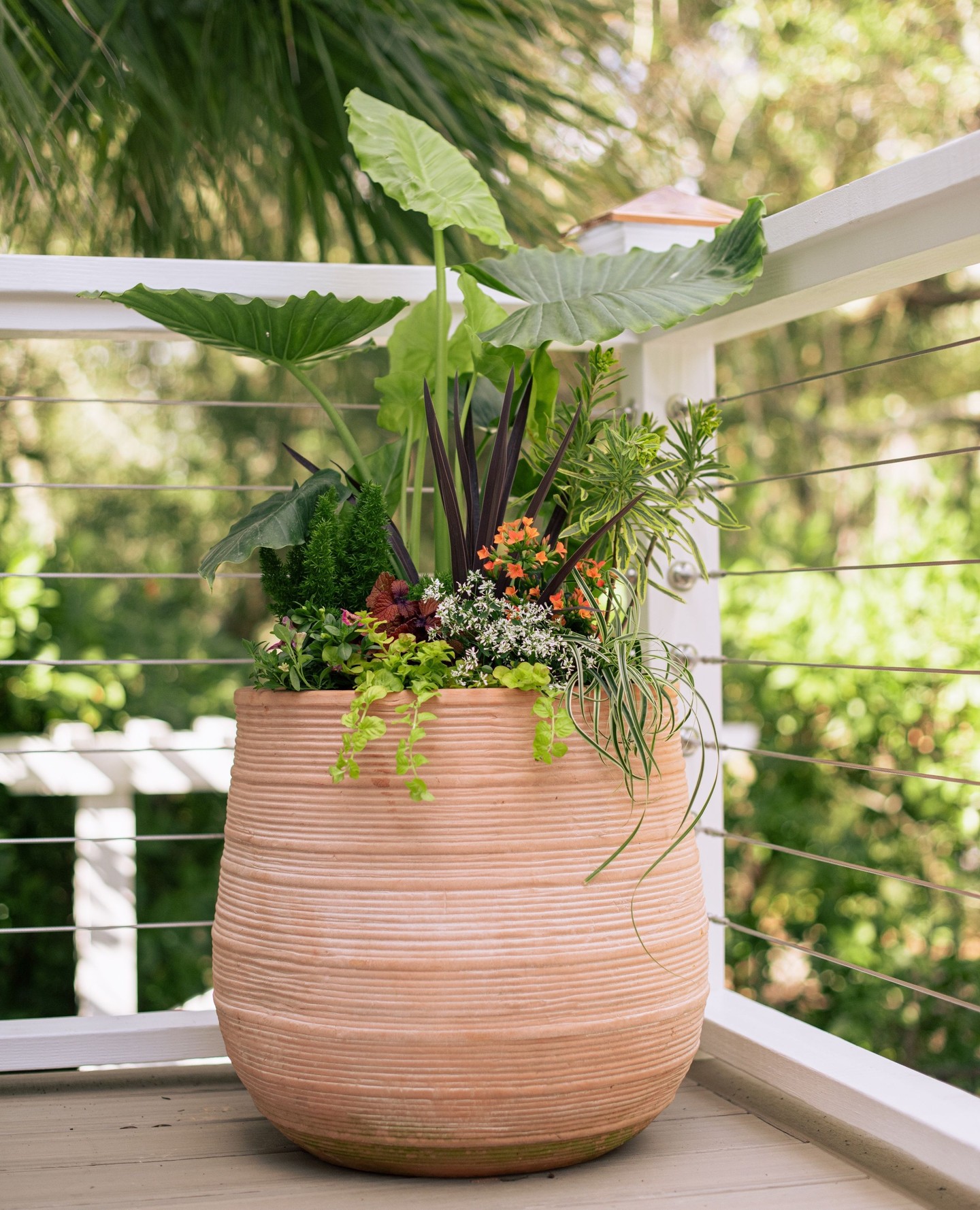 Be honest, your pots are probably pretty sad by this time of year! 😢 The summer heat gets to us all and your planters are in desperate need of a fall refresh by September.
Learn more about our Cultivated Containers subscription service at the link in our bio and refresh your pots without the stress and hassle of planning and planting your own pots. Cultivated Containers are expertly designed by the Meeting Green team in a compostable container, ready to be potted or dropped into your existing pots!
🪴 Just pick your container size, style, and light conditions and we automatically reach out each season so you can make changes and repurchase your containers. Shop online now!
