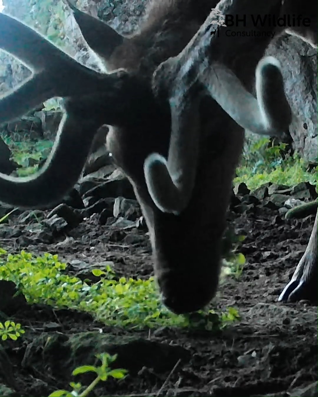Cave stag – part three
He's back. The Cave Stag has been returning throughout June, July and August and is more impressive than ever.
In this clip he browses inside the cave mouth, then utilises a thistle to scratch his velvet antlers - providing some relief.
He's now in hard antler along with the other mature stags, so the rut isn't far off. Over the next few weeks the stags will start roaring and head for the hinds.
More once the rut is on.
#reddeer #scottishwildlife #wildlifesurvey #bhwildlifeconsultancy