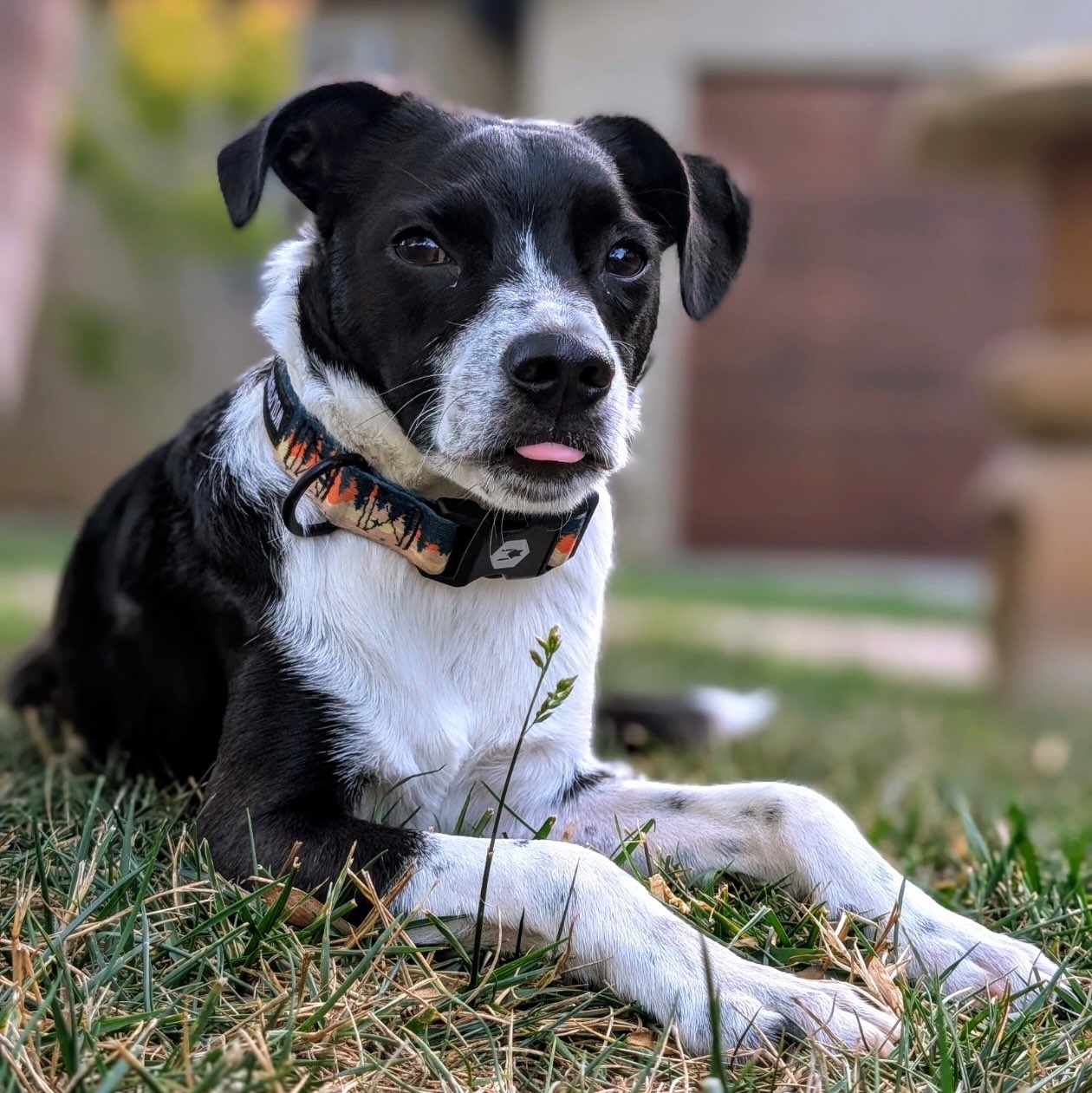 !! PLEASE SHARE !!
Our sweet little terrier mix Panda was adopted at 6 months old in the spring and recently returned to us through no fault of his own.
He is such a happy boy who gets along great with all other dogs (doesn't care for cats.) Panda is an incredibly sweet, loyal and loving dog with a heart of gold. He's almost 12 months old and has such a wonderful personality. He's mellow and easy-going, but still has plenty of fun puppy energy. He weighs just 29 lbs.
Panda loves the beach and enjoys, running in and out of the water. He loves long walks and adventures, but he's just as happy relaxing at home. Most of all, he loves being by your side. He's the kind of dog who wants to be your best friend and will give you so much love in return.
Panda is truly a special dog and we know there is a wonderful person or family out there who will be lucky to adopt him. He is potty trained and loves to go into his crate at night to sleep.
Please help us find the perfect home for our amazing little boy by SHARING this post. β₯οΈ
To meet Panda submit a Meet and Greet application at: www.almarescue.org.