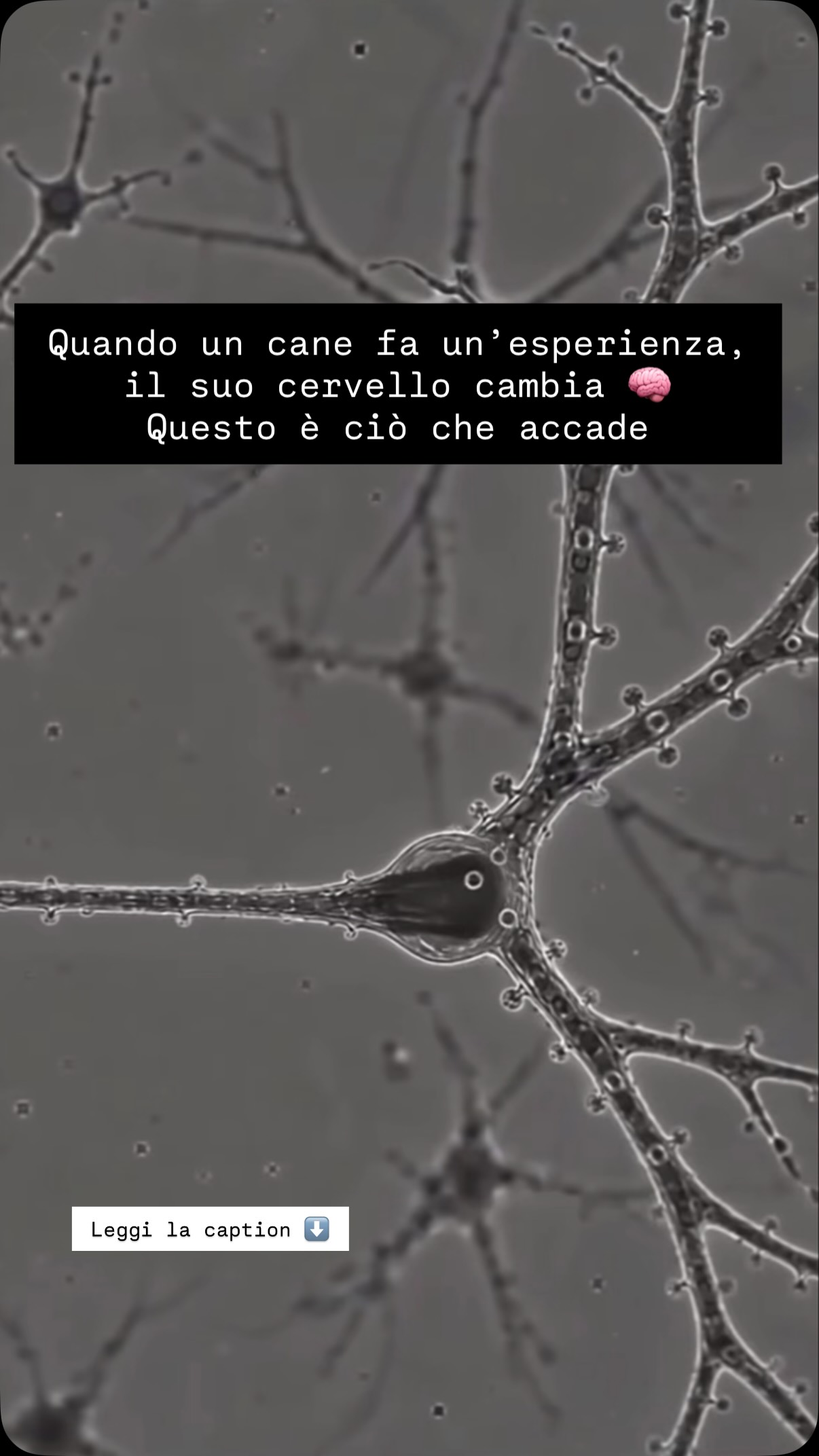 🧠 Il tuo cane sta imparando anche quando tu pensi che non stia imparando niente.
Mentre annusa un posto nuovo.
Mentre osserva un altro cane.
Mentre cerca di capire come uscire da una situazione.
Mentre decide se avvicinarsi o allontanarsi.
Mentre affronta qualcosa che non conosce.
Non c’è bisogno di un premio.
Non c’è bisogno di un comando.
Non c’è nemmeno bisogno che tu stia “facendo educazione”.
Il cervello impara attraverso l’esperienza.
Ogni nuova esperienza può contribuire a creare nuove connessioni tra neuroni, modificando e rafforzando le reti neurali.
Il cervello del cane non è statico: attraverso ciò che vive, percepisce, esplora e sperimenta, costruisce continuamente nuove possibilità di risposta e di adattamento.
È anche così che l’esperienza diventa apprendimento.
E ogni esperienza può modificare il modo in cui il cane percepirà, affronterà e interpreterà ciò che incontrerà domani.
Ecco perché educare un cane non dovrebbe significare insegnargli a fare qualcosa.
Dovrebbe significare soprattutto metterlo nelle condizioni di diventare capace di fare una semplice e banale cosa che ai giorni nostri risulta complicata… vivere.
Dare la possibilità al tuo cane
Di scegliere.
Di esplorare.
Di risolvere problemi.
Di esprimersi.
Di costruire strategie.
Perché se guardiamo soltanto il comportamento che vediamo, rischiamo di perdere di vista tutto quello che sta succedendo dentro il cane.
E allora forse la domanda non è:
“Come faccio a farlo comportare meglio?”
Ma:
“Che tipo di individuo ho al mio fianco? E quale vita e esperienze vorrebbe fare?”
Questo cambia completamente il modo di “educare” un cane. Perché in fondo un cane non ha bisogno di essere educato, ma di essere visto per la sua alterità.
🔗 📖 Ho parlato di questo nel mio primo libro UN CANE FELICE - LINK IN BIO
Video di proprietà e pubblicato da @world_of_biology_wob
#educazionecinofila #apprendimentocanino #cognizioneanimale #relazioneuomocane #cinofilia