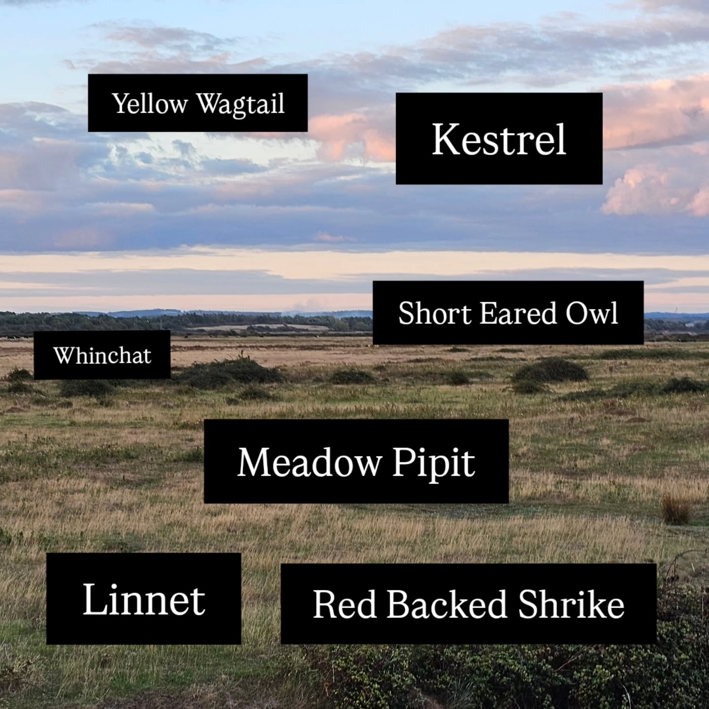 Back at my favourite place on earth @hantsiwwildlife Farlington Marshes, with some absolutely banging birds!
A juv Red Backed Shrike was a first for 8 years at the site and a gorgeous Short Eared Owl 🦉 was a real autumn treat! Yellow Wags over my head and Whinchat along the fence line made it a real autumn bonanza of awesome birds.
Scroll through for pics of SEO and RBS!
@rarebirdalert @_birdguides @btobirds
#bekindwatchbirds #noticeNature #birdinguk #natureinspires #autumnvibes