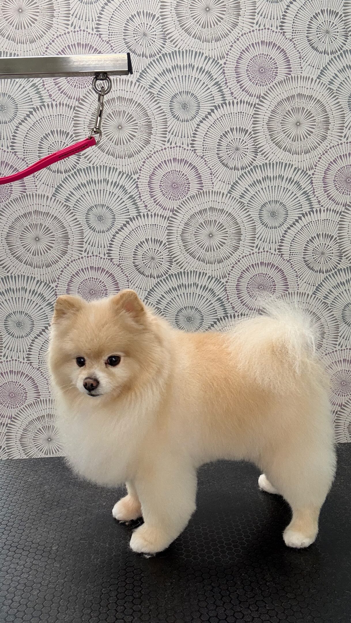 ✂️ Experience matters. Skill matters. Your dog deserves both. 🐾
At City Pooch, we have extensive knowledge and experience working with all breeds, coat types, and grooming styles. From breed-specific cuts to beautiful hand-scissored finishes, our groomers understand that every dog requires a different approach.
✨ Expert scissoring
🐶 Breed-specific grooming knowledge
✂️ Precision cuts & beautiful finishes
🛁 Customized care for every coat
We don’t believe in a “one cut fits all” approach. Our goal is to bring out the best in every dog while keeping them comfortable, happy, and looking their absolute best. ❤️
20+ years of experience. A true passion for grooming. And a whole lot of love for what we do. 🐾
📍 City Pooch
1686 Coral Way, Miami, FL
📞 305-859-7829
#CityPooch #MiamiDogGroomer