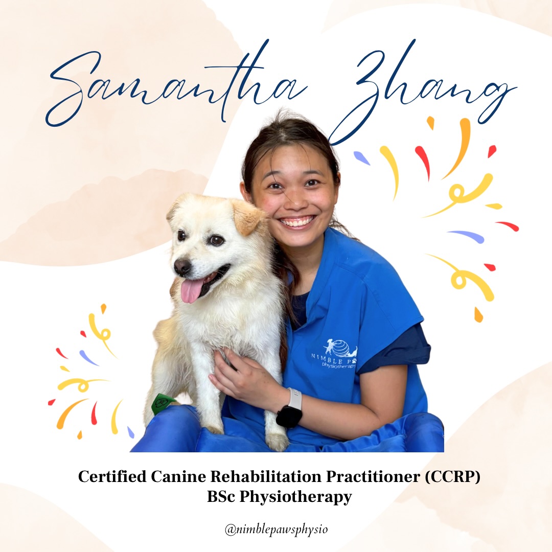 🎉 A big milestone for our team! 🎉
We’re so excited to celebrate Sam, who is now officially a Certified Canine Rehabilitation Practitioner (CCRP) through the University of Tennessee!
Sam joined Nimble Paws with 7 years of experience as a physiotherapist, bringing with her a strong background in neurological rehabilitation and amputee care. Since transitioning into animal rehabilitation, she has put in months of studying, practical training and clinical work alongside her patients at Nimble Paws.
And now, the certificate is finally here! 🥹🎓
We’re incredibly proud to have another CCRP-certified physiotherapist on our team, and even happier to see Sam continue growing into the animal rehabilitation space.
More knowledge, more experience, and the same goal we’ve always had: helping our patients move better and supporting their humans through every stage of rehabilitation 💙
Congratulations, Sam. You earned this! 🥳🐶
#NimblePawsPhysio #CanineRehabilitation #CaninePhysiotherapy #AnimalRehabilitation #MovementMatters