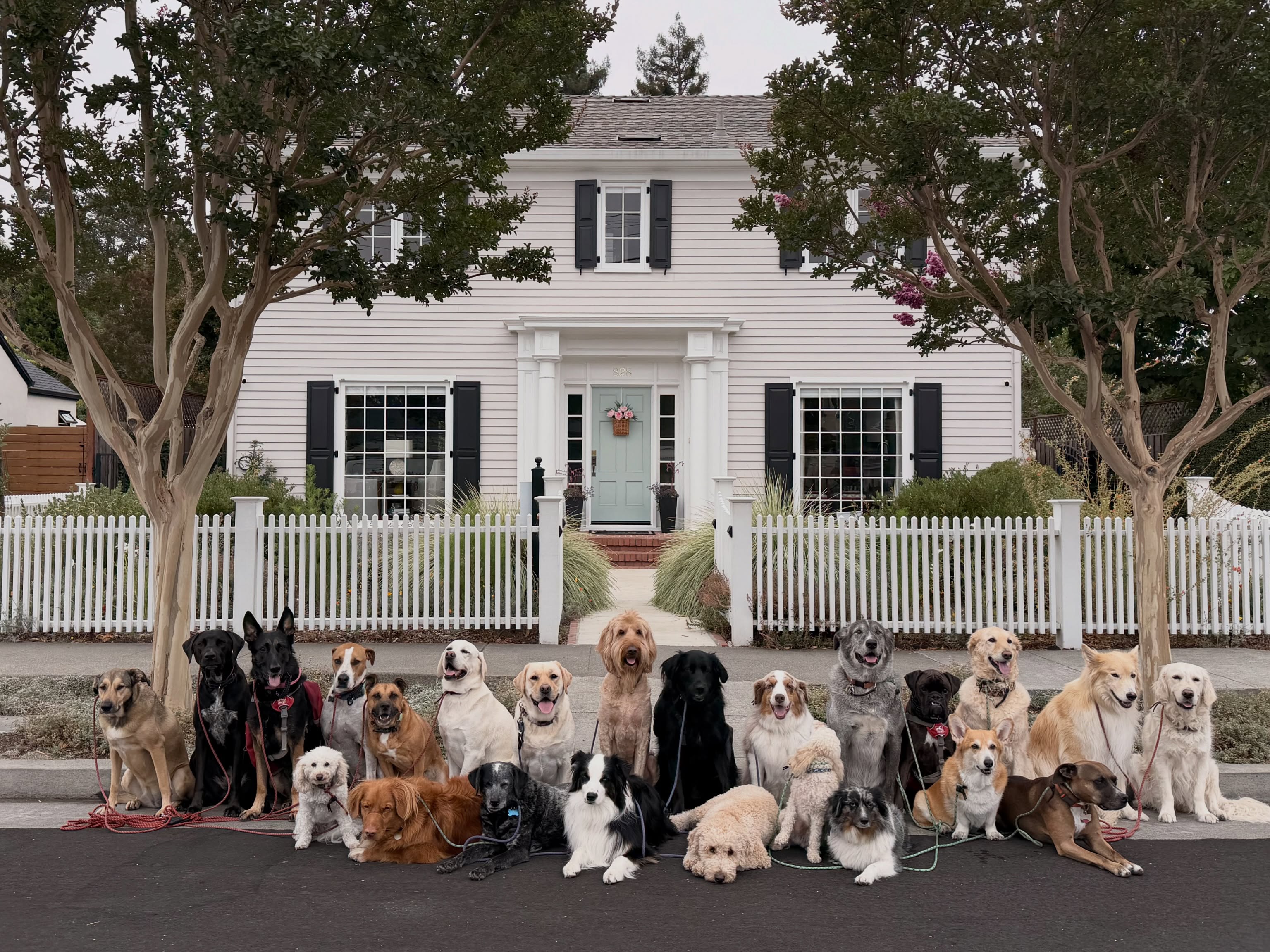 Woofer walk recap! Week Aug 31 -Sep 4
•
#packwalk #dogwalker #weloveyourdogs #woofwoof #dogdays