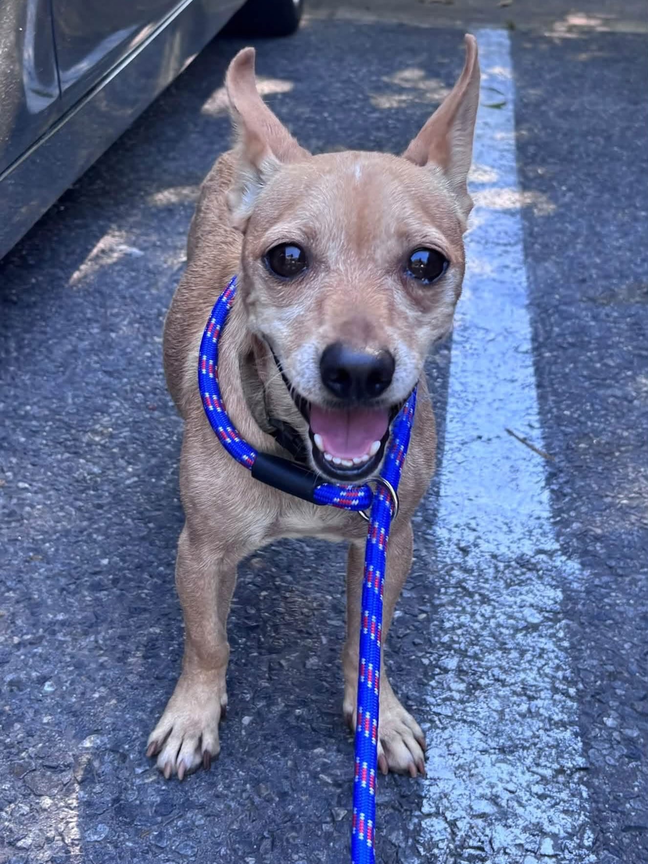 Little Buddy was surrendered to the Little Rock Animal Village last week and is available now.
He’s shy and worried, but all he needs is a little patience. ❤️ It can be super scary to lose your home and family.
Little Buddy is 5 years old and weighs just 15 pounds.
His adoption fee covers his neuter, shots, microchip, and heartworm test for just $90.
Meet him at 4500 Kramer Street, Tuesday-Saturday, 10:30-5.