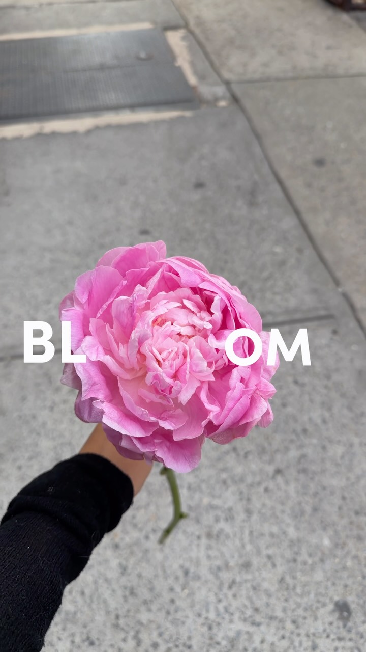 Bloom and growth just like these peonies, and just like you
#fyp #flowers #peonies #you #selflove