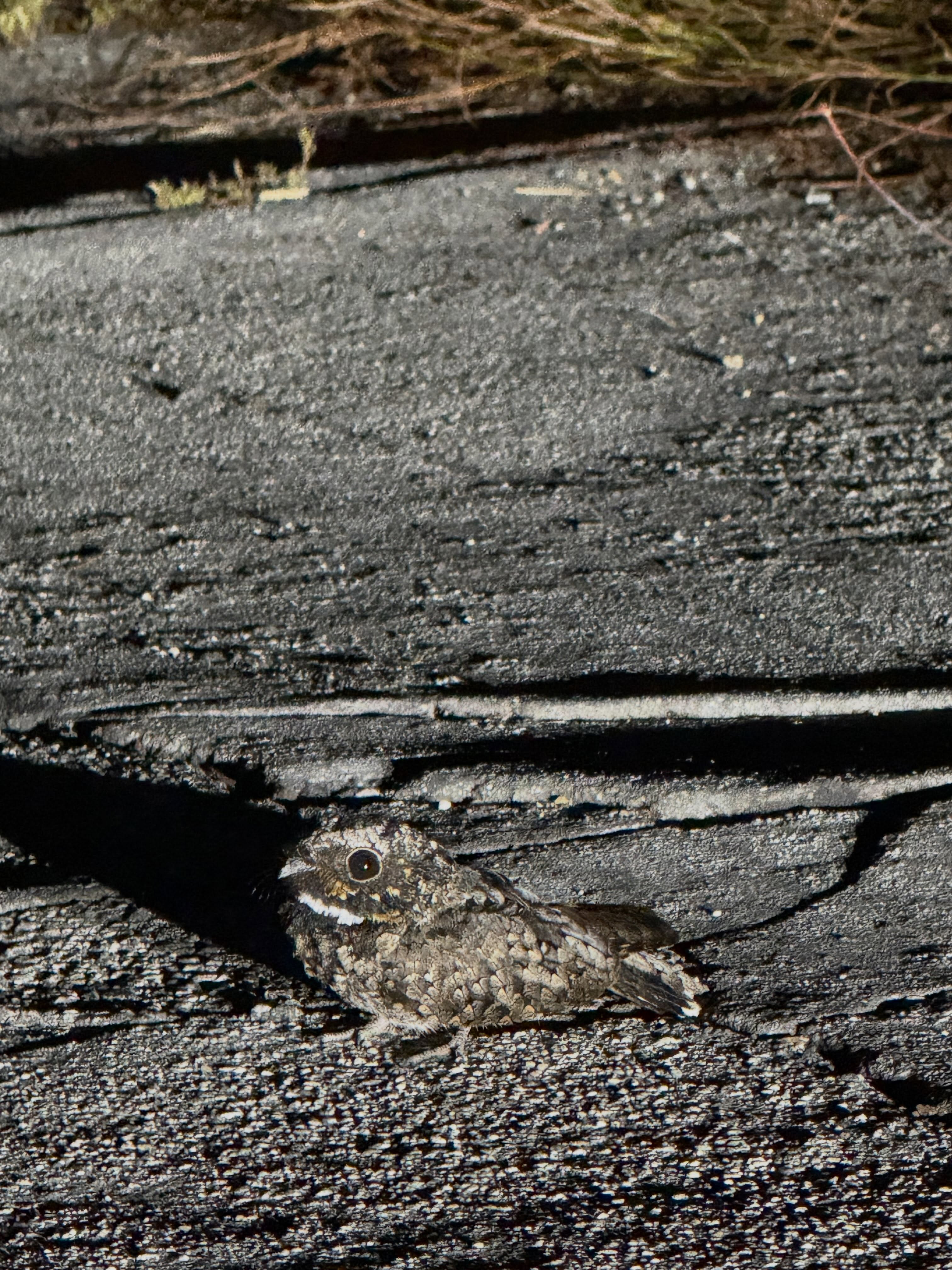 These warm nights are a perfect time for poorwills. Sharing this week’s sighting of a Common Poorwill on Chaney Trail. Poorwills are nightjars, nocturnal birds that emerge after dusk to feed on flying insects. In cooler weather, poorwills go into torpor, a hibernation-like state, but on warm, or hot nights like we’ve been having, poorwills are more active, often foraging for insects from the open ground and roads, where the surface retains heat. They can sit on roads, sometimes not moving until a car is dangerously close. When we get poorwill weather, it’s good to look out for them. If you haven’t heard their soft, whistled and repeated call, here is a sample from our homemade iPhone voice memo for you to enjoy (sound up on the last slide). It’s the sound of evening in the Chaney Trail Corridor.