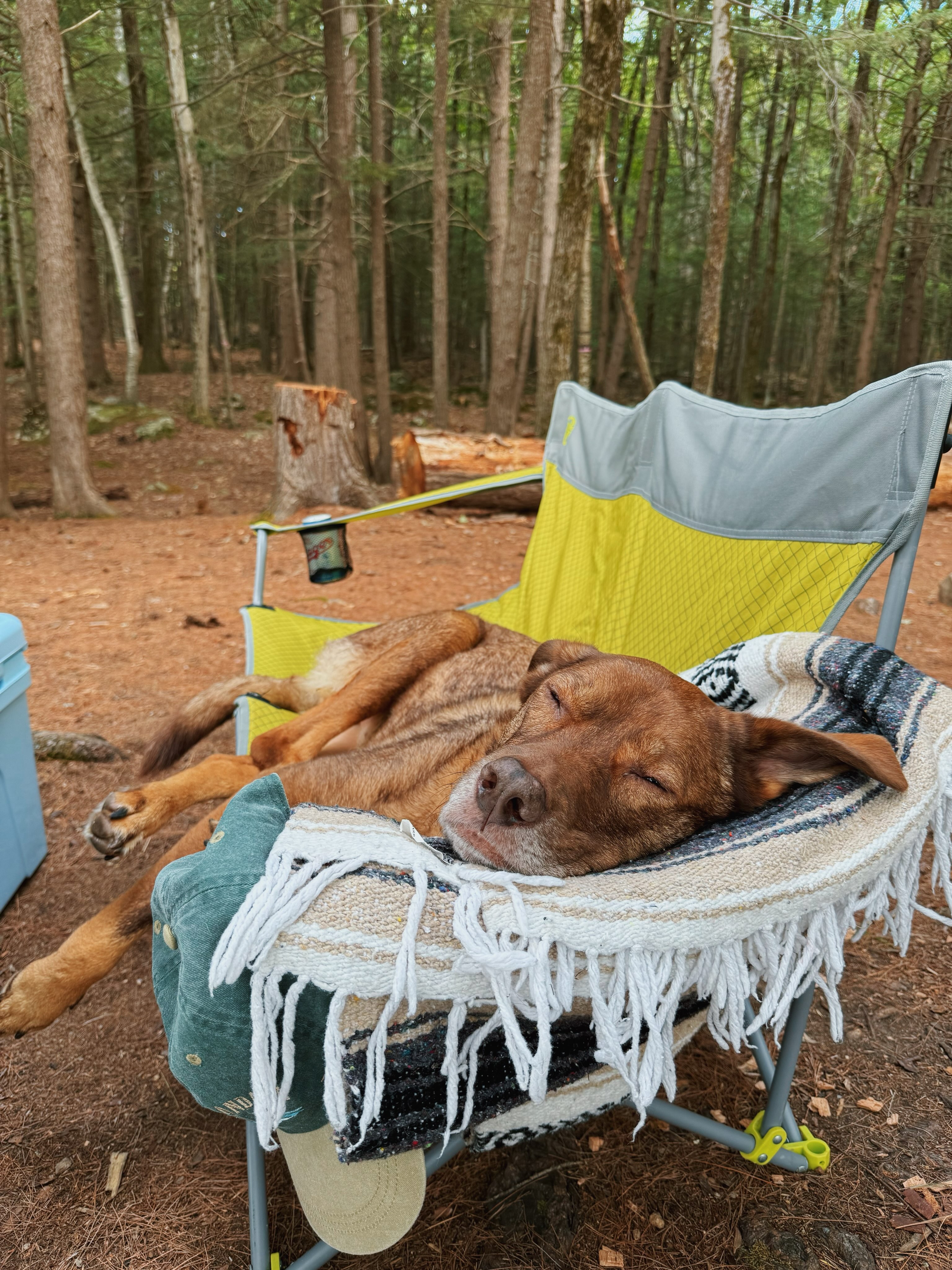 Get this dog a beer 🍻