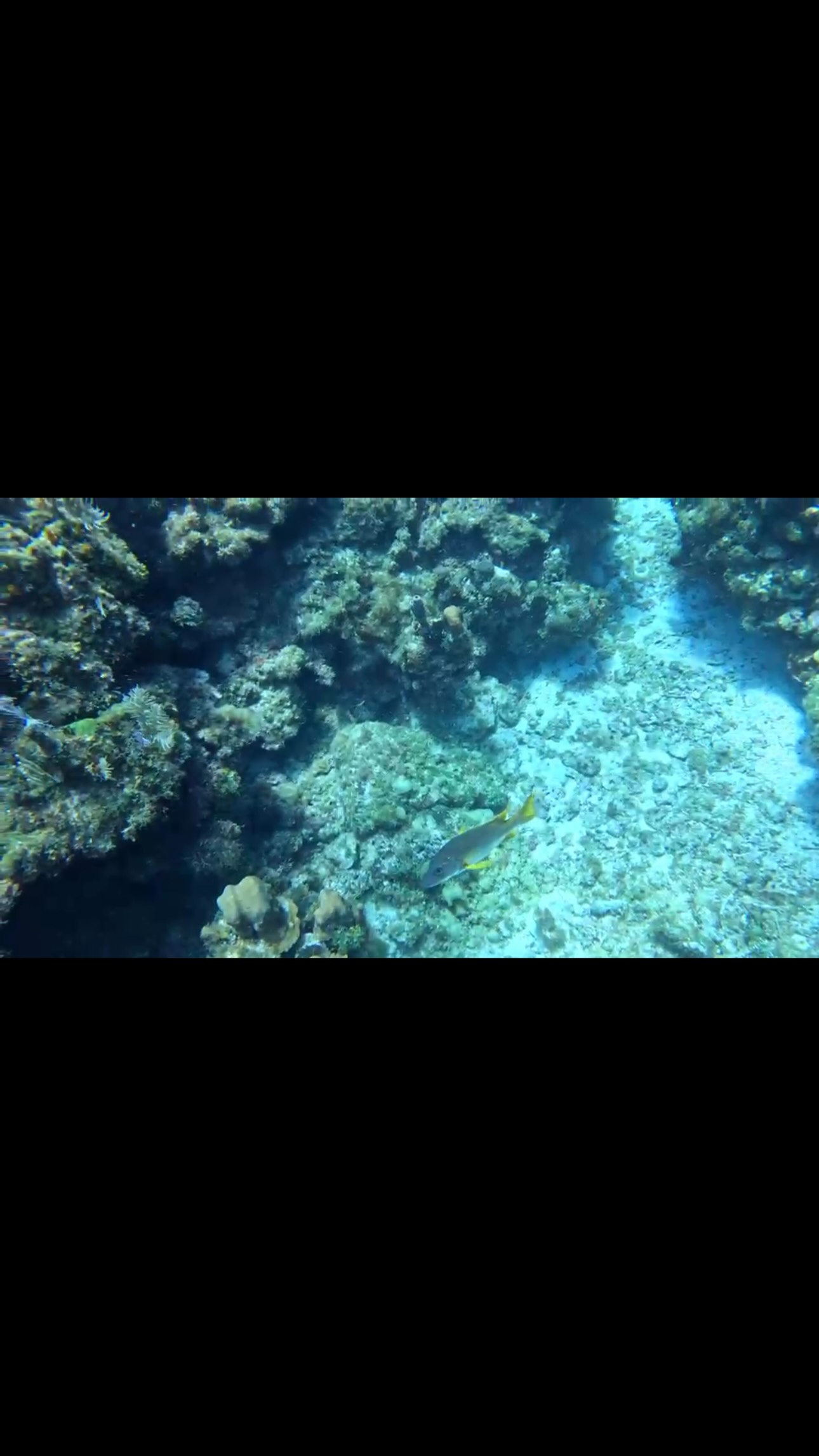 Enjoy these few seconds diving with me in Roatan #mesoamericanreef #iloveroatan #westend #kotosdiveshop