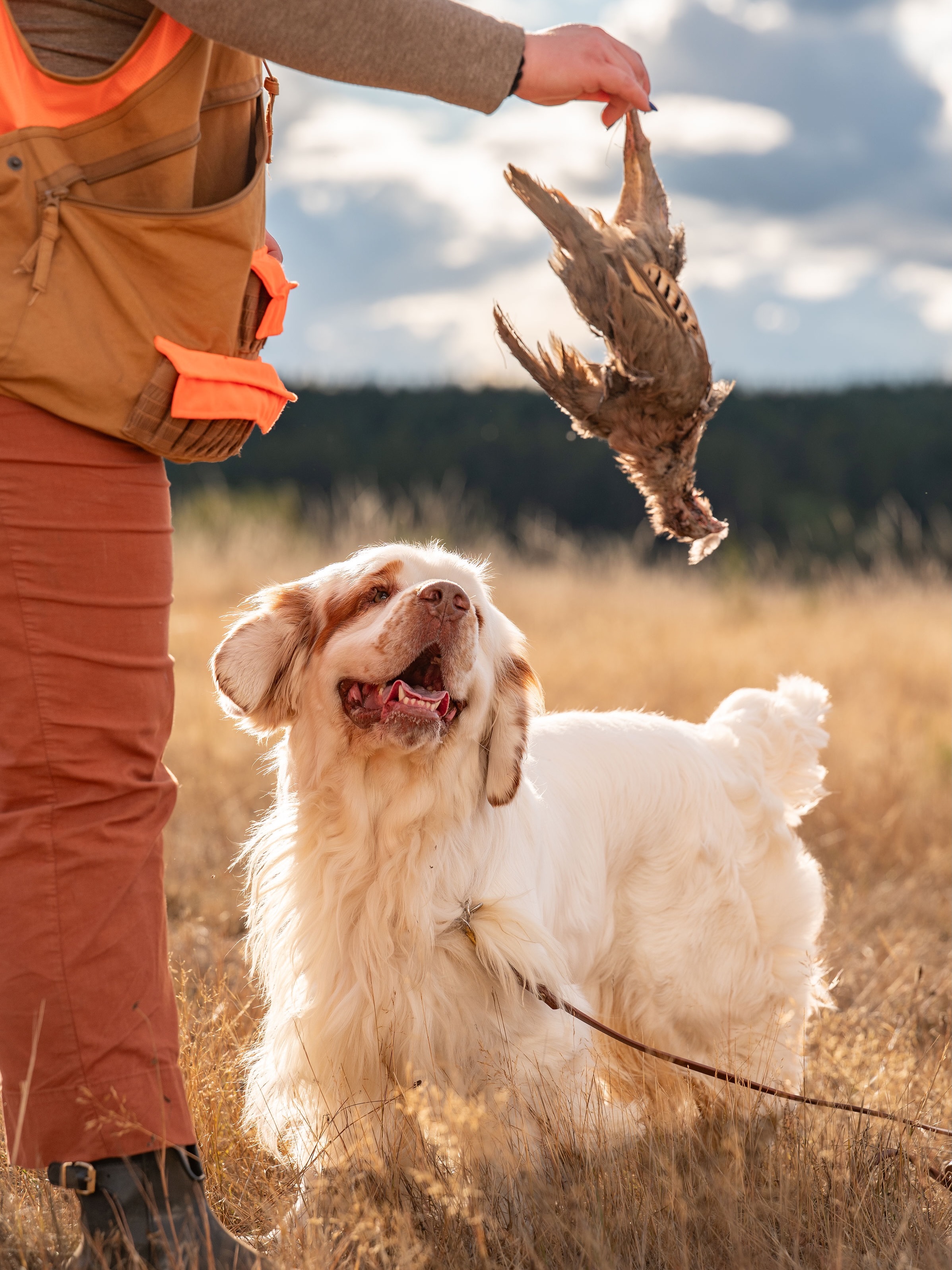 We had so much fun helping the Pacific Northwest Clumber Spaniel Fanciers put on the Clumber Spaniel Club of America’s Labor Day Hunt Tests this past weekend. There were 14 qualifiers, multiple new titles, and we got to cheer on one of our own, Hallie the Clumber, in her Junior Hunter class!🧡🦆
🛞Lincoln💨 passed the Birdiness Test!
GCH Rainsway’s Wheely Big Deal
📸 @powell_creative
#birddogs #clumberspaniel #spaniels #akchunttest #rarebreed