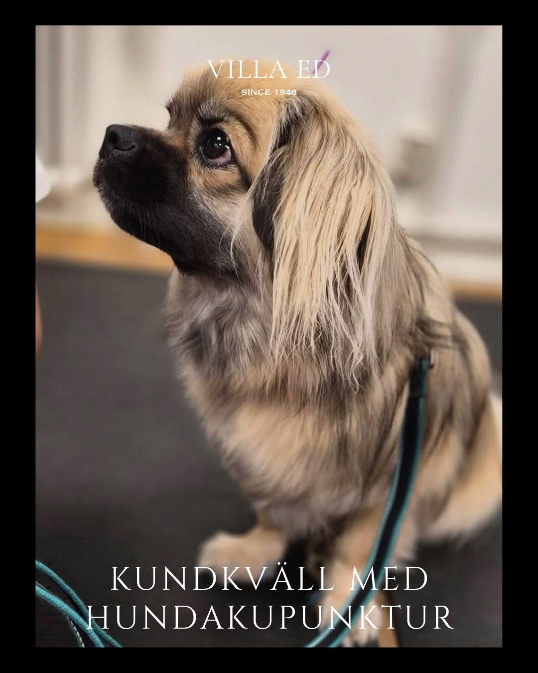 Josefin på Tass & Trim tillsammans med Fannys häst & hälsa bjuder in er till en inspirerande informationskväll inom hundakupunktur. En kväll för dig som vill förstå din hund bättre 🦮
Du kommer få lära dig om hundens välmående, beröring, återhämtning och hur olika insatser kan komplettera varandra.
Vad händer egentligen vid en akupunkturbehandling?
Vilka hundar kan ha nytta av akupunktur som komplement?
Hur går en behandling till?
Hur kan pälsvård och beröring bidra till hundens välbefinnande?
Live-demonstration av akupunktur på hund
Frågestund & möjlighet att prata med oss
En kväll för dig som vill lära dig mer, ställa frågor och få nya perspektiv på din hunds välmående 🐶❤️
OBS endast 8 platser finns tillgängliga!
Anmälan sker via SMS till 076-610 49 27
Datum: 1 Oktober 2026
Plats: Edsbyvägen 1 Upplands Väsby