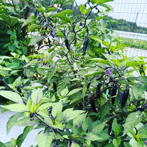 久々の投稿になりましたが、、、
会社の花壇で本来はお花植えるのですが、3年前から5月から弊社で飼育している牛の堆肥を使用し野菜を育てています!
発酵飼料を食べた牛の堆肥は栄養が多く、野菜を育てるのが初心者でも沢山収穫できました。
もうそろそろ野菜の収穫も終わりかな?
野菜の横で元気に存在感を出している
マリーゴールド🌻
#発酵飼料
#牛
#堆肥
#夏野菜
#花壇
#花