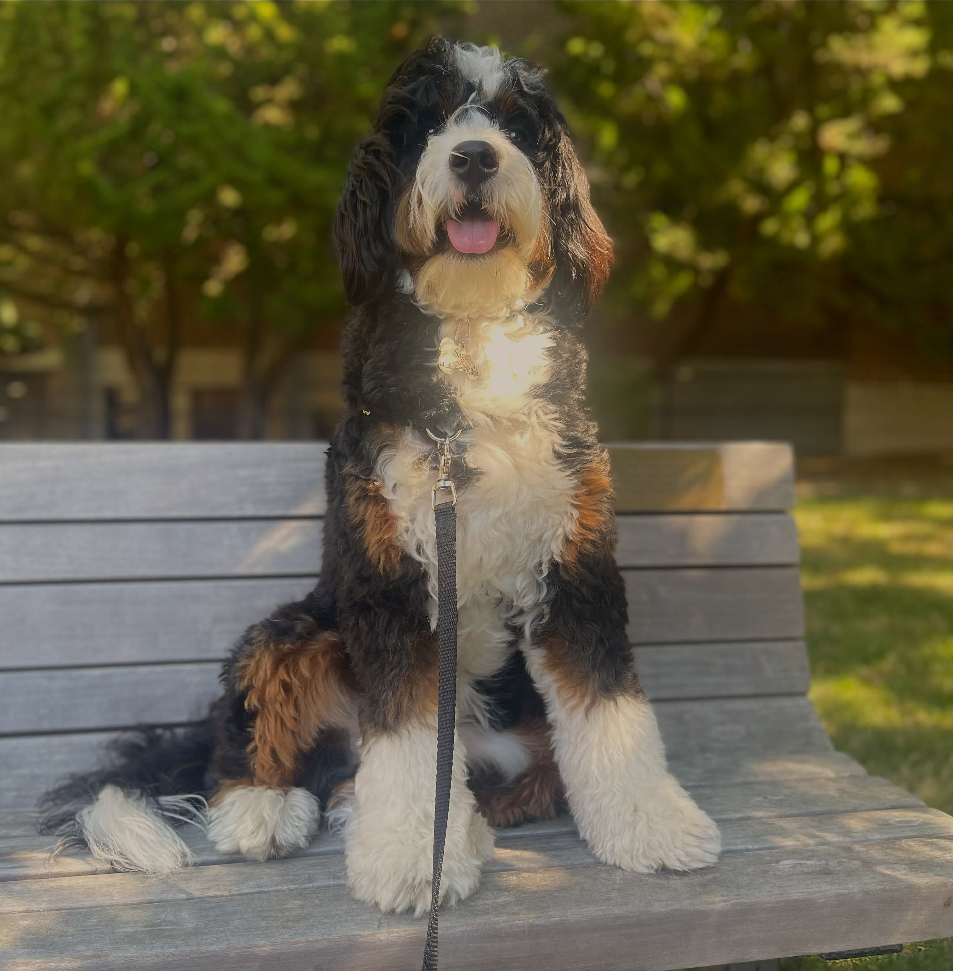 A previous Spyce & Kipper Bernedoodle 💙 #LKBernedoodles