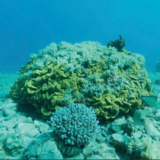Il mare custodisce ecosistemi complessi e straordinariamente resilienti. E’ proprio osservando le strategie di adattamento degli organismi marini che la ricerca cosmetica trova oggi nuove fonti di ispirazione per sviluppare attivi innovativi e sostenibili.
.
Proprio a Formentera si è tenuto il MEETING&HOLIDAY Organizzato da @hinonaturalskincare “Le forme( ntera) Green della bellezza”
.
Tra gli argomenti più interessanti la PADINA PAVONICA un’alga considerata tra le più promettenti per le applicazioni cosmetiche.
.
Tutto il team di @hinonaturalskincare ha raccolto per noi le informazioni più importanti del meeting e ce le illustra nel nostro magazine. Svelando anche un nuovo rivoluzionario prodotto sviluppato attorno a questo attivo.
.
Da non perdere nel nostro magazine www.goodliving.it per scoprire di quale prodotto si tratta. 💙
.
#hinonaturalskincare #mare #attivimarini #beauty #ricerca