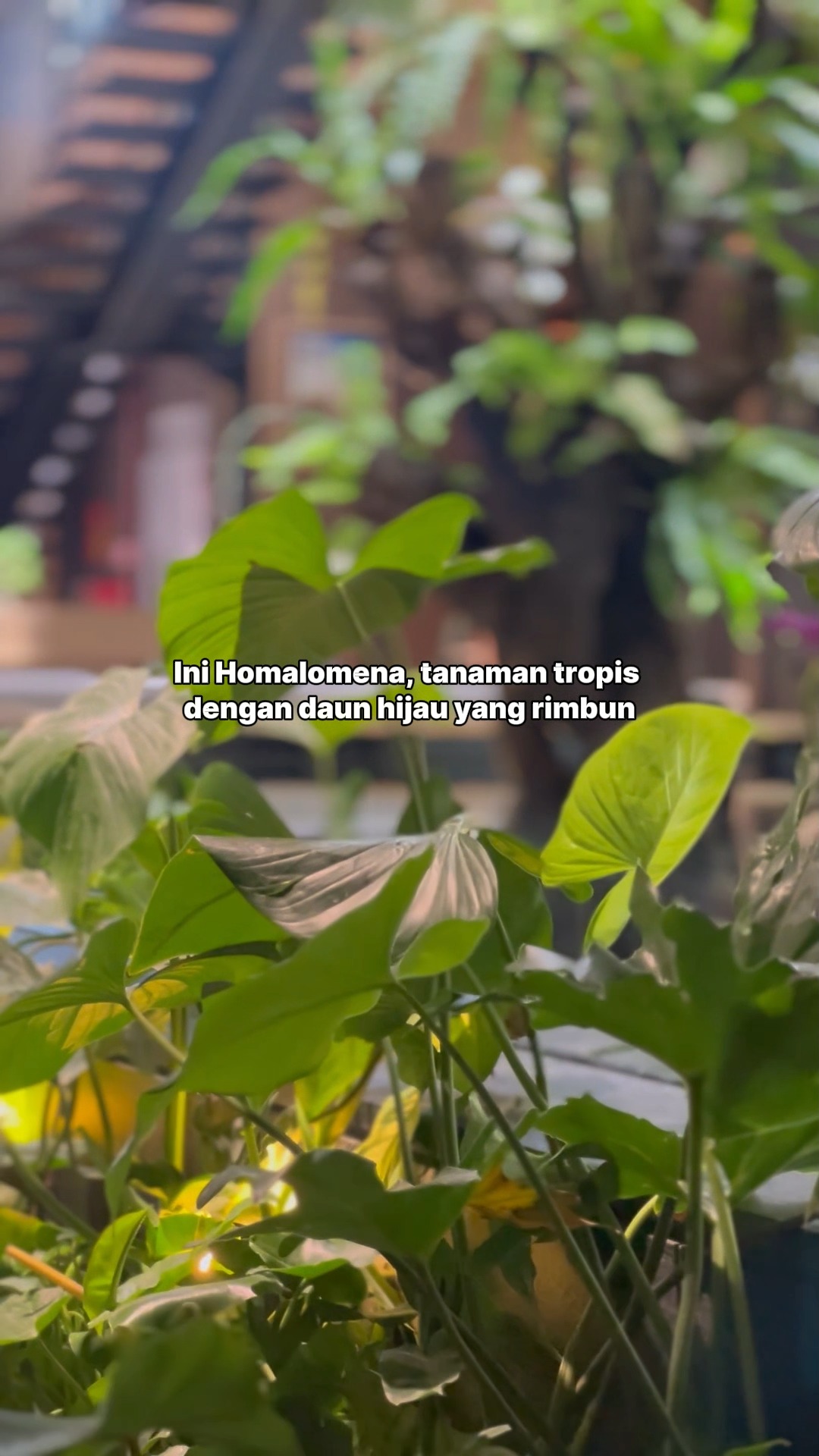 Tertarik menggunakan Homalomena untuk rumah atau proyek landscape Anda? Tersedia untuk kebutuhan retail maupun project supply.
Hubungi kami untuk informasi stok dan harga😉
#homalomena #tanamanhias #tanamanlandscape #tanamantropis #landscapeplant #baliplants #indotropicalplant