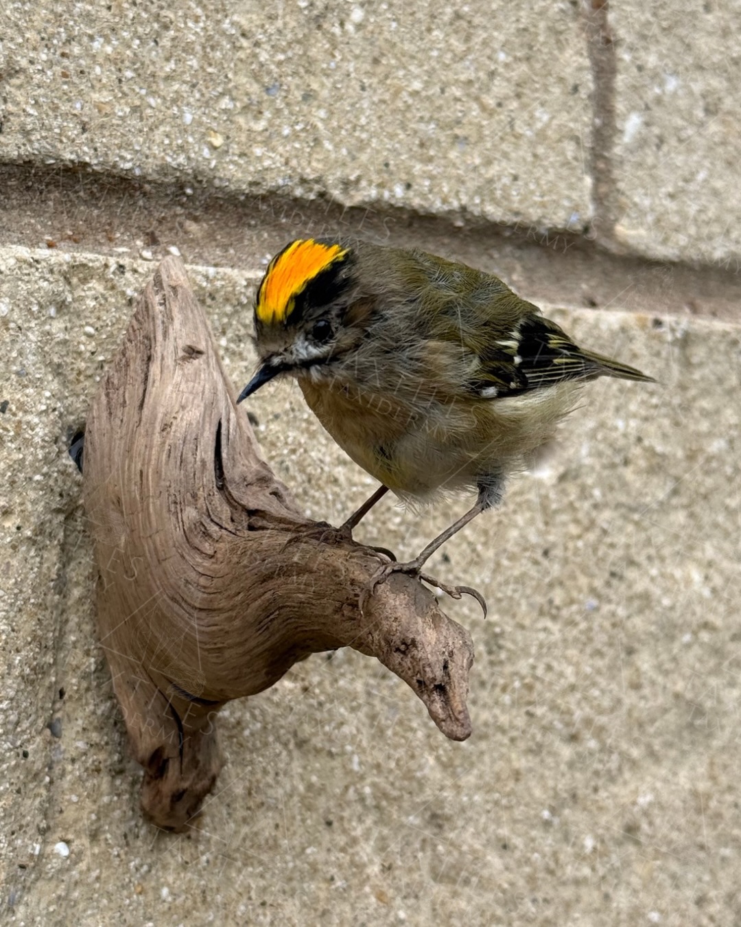 Smallest bird in the UK. The goldcrest. This is my third attempt to get a goldcrest looking decent enough for one of my regular customers. They’re very difficult to do and decompose very quickly due to their size. Luckily this one was good enough and can now fly to its new home.
#goldcrest #taxidermy