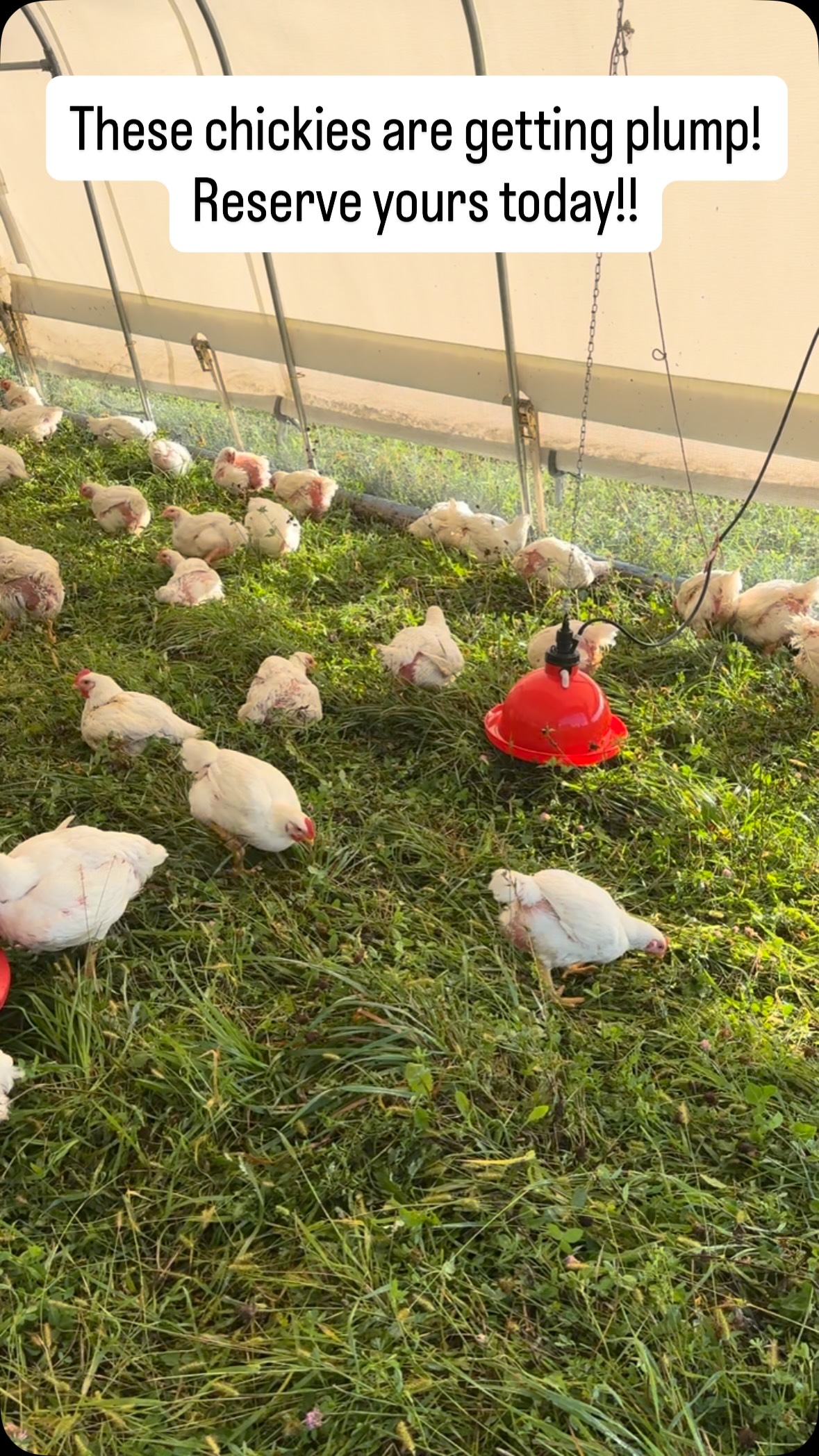 #organic #pasturedpoultry