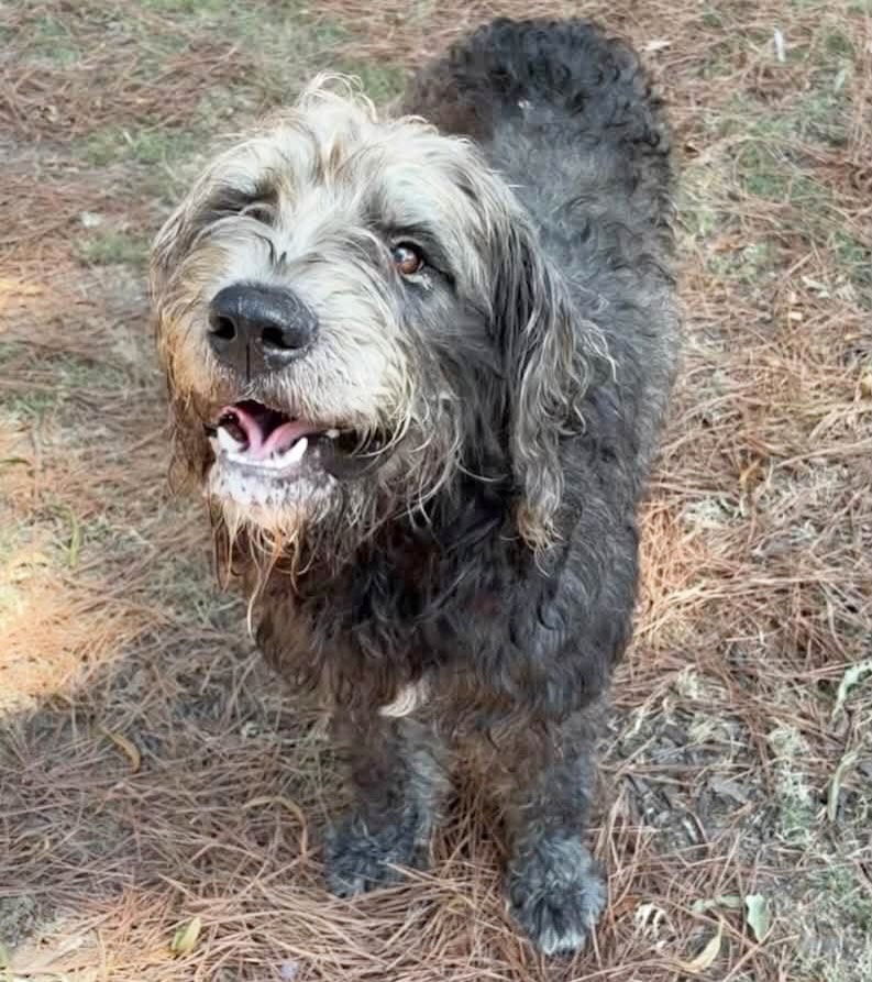 Meet Forrest!
All he wants in the whole world is to be by your side. 🥰
Forrest is very calm and gentle. He’s also house trained, leash trained, and good with dogs and kids.
Forrest would love a home with someone who’s home a lot, or can take him with them. He has separation anxiety. He’s a people-person.
Forrest is a 4 1/2 year old doodle, already neutered, fully vaccinated, microchipped, and heartworm negative. He will need to be groomed regularly. His adoption fee is just $90.
Meet him at the Little Rock Animal Village, 4500 Kramer Street, Tuesday-Saturday. No appointment 📅 needed