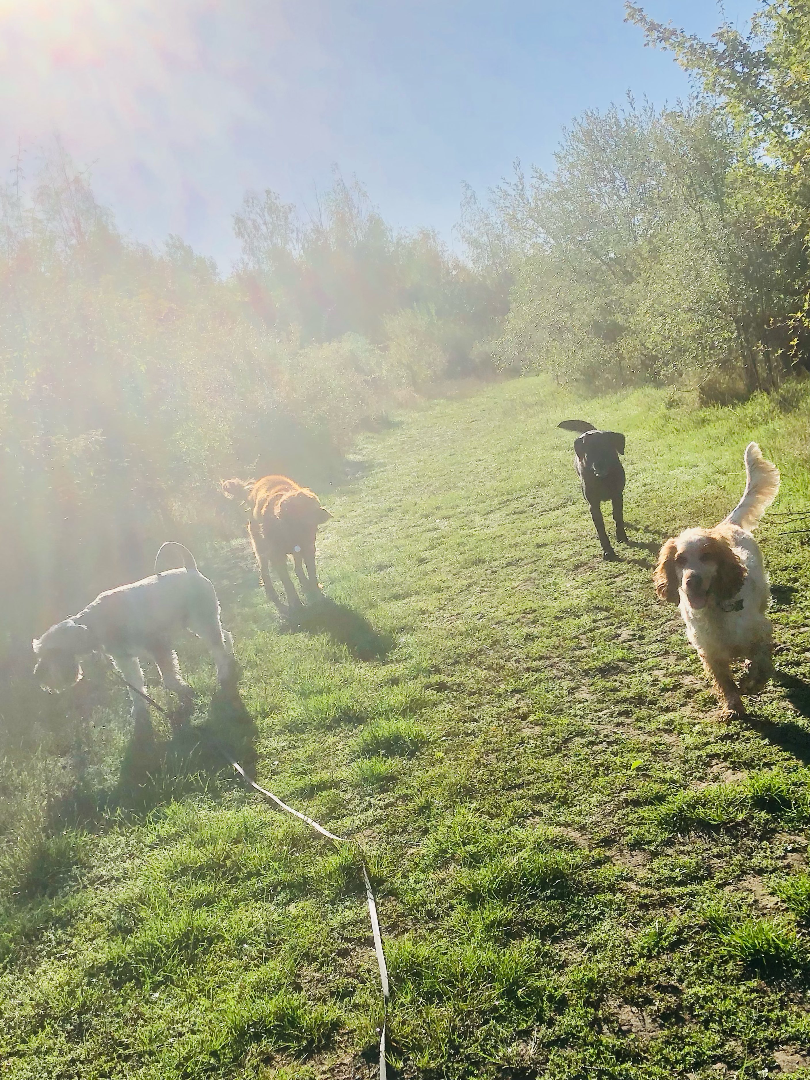 ☀️🕶️
If your dog would like to have a walk with us then contact us at www.ardendogwalking.co.uk and check out our half-day experience.
#ullenhall #tanworthinarden #hockleyheath #henleyinarden #dog