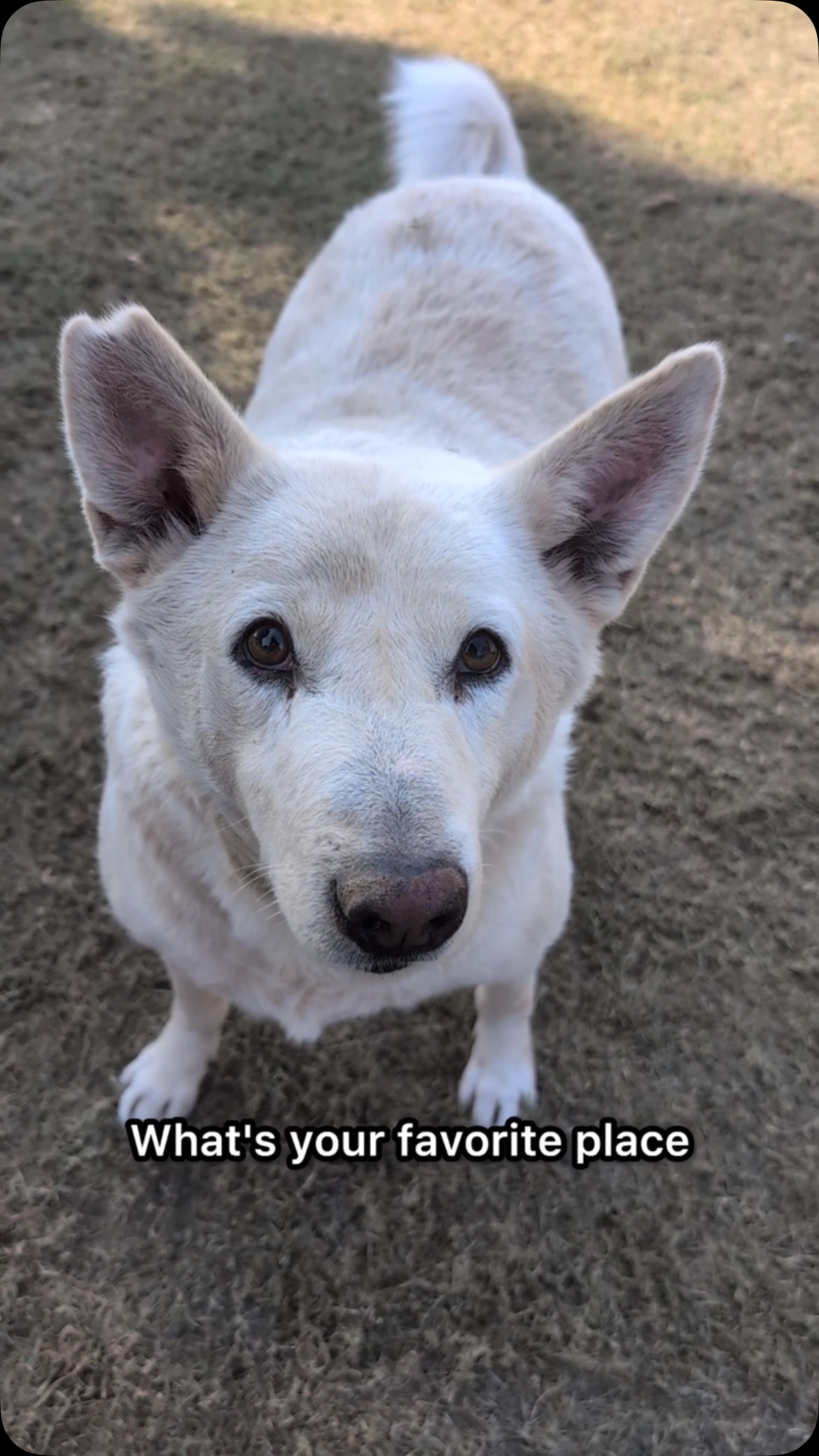 Being around for little paws, furry tales and hearts full of love is our Favorite place!
Come visit our doggos at red paws rescue.