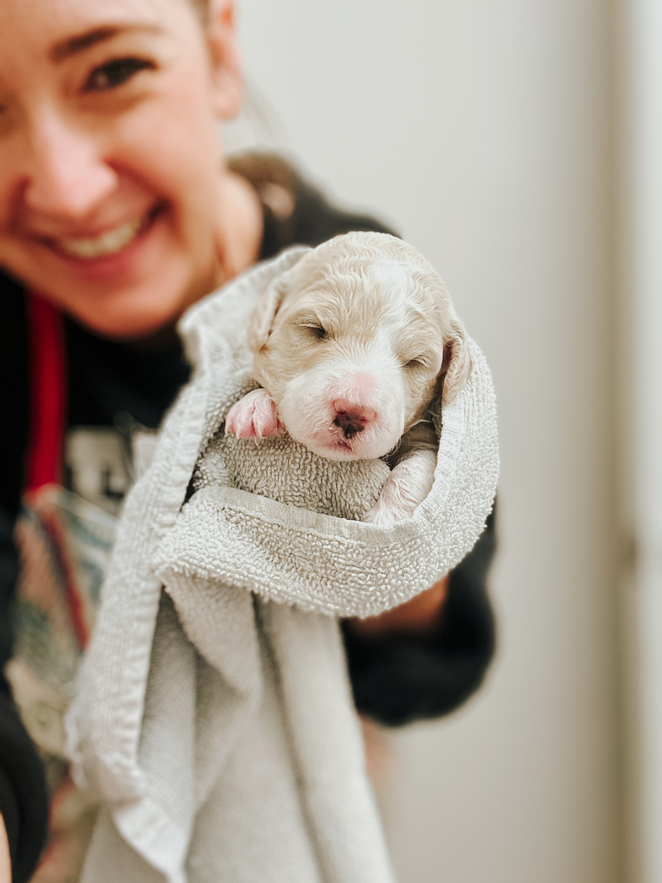 Clean puppers 🐾 They smell and feel so clean now (for about 2 seconds, haha)! You just want to cuddle them right up 🥰
••••••••••••••
🏡 Homing: October 22nd
🐾 Size: 20-30lbs (Mini)
🐕🦺 Breed: Multigen Aussiedoodles
🇨🇦 Calgary, AB
💌 Availability is limited! Apply (and learn more about our
process + pups) at RockyLegendDoodles.com