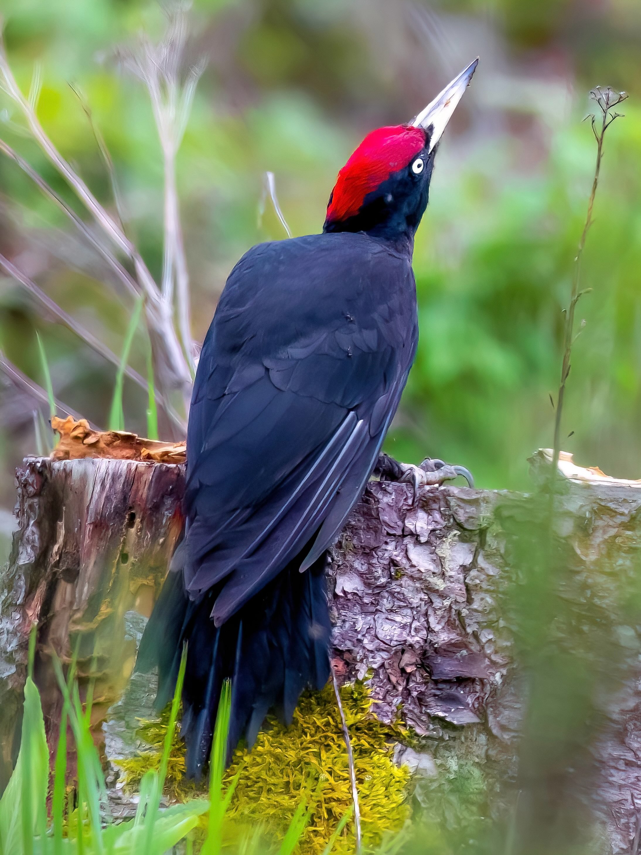 Ein Schwarzspecht-Männchen sitzt am Fuß eines Baumstammes und sucht dort aufmerksam nach Nahrung. Mit seinem kräftigen Schnabel untersucht es die Rinde und das Holz nach Ameisen, Larven und anderen Insekten. Dabei bewegt es sich vorsichtig am Stamm entlang und bleibt immer wieder kurz sitzen, um genau hinzusehen. Die rote Kopfplatte verrät dabei, dass es sich um ein Männchen handelt.