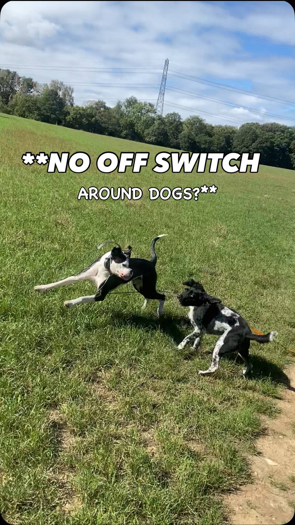 🐕 DOES YOUR DOG HAVE NO OFF SWITCH AROUND OTHER DOGS?
Otis LOVES other dogs — but sometimes that excitement can tip into over-arousal.
And when that happens, simply letting the dogs keep playing isn’t always the answer.
One of the things we’re teaching Otis is how to disengage even when he’s having the best time.
When I see his arousal starting to climb:
👉 Recall him away
👉 Reward the disengagement
👉 Give him a chance to reset
👉 Then continue when appropriate
We’re not trying to stop Otis enjoying other dogs.
We’re teaching him that being around dogs doesn’t always mean constant interaction and play.
Sometimes the best socialisation is simply learning to exist calmly around other dogs. 🧠🐾
That ability to switch between PLAY → DISENGAGE → CALM is a hugely valuable skill.
👇 Does your dog have an off switch around other dogs, or is it 100mph from start to finish? 😂
Save this if you’re working on neutrality or over-arousal with your dog.
📍 Dog Training | Chalfont St Peter & surrounding areas
#DogTraining #DogSocialisation #DogNeutrality #DogArousal #BoxerTraining