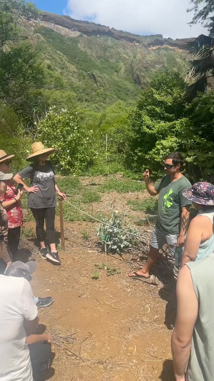 Did you know tropical dry forests are among the most threatened ecosystems on the planet? Due to the effects of human settlement, invasive species, and grass-fire cycles, less than 10% of Hawaiian dry forests remain. This morning we took a stroll at Koko Crater Botanical Garden, learning about some of the plants that comprise Hawaiian dry forests, their importance, and conservation.
The outdoors is the best classroom! We host guided hikes, with botanist Miles Thomas, every third Saturday. Come join us next month if you are curious about learning more about Hawaiian plants and ecosystems. Register at link in bio.
#conservation #malamaaina #biodiversity #nativeplants #touchplants
