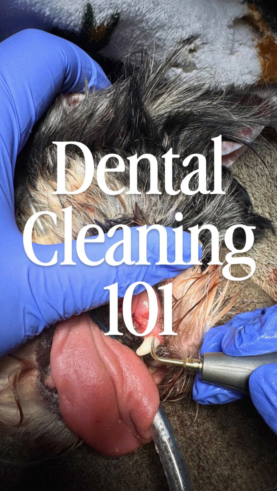 Dental care supports overall health❕
DID YOU KNOW…
• By age 3, most dogs and cats have some degree of dental disease
• Dental disease can cause significant and chronic pain
• X-ray imaging is essential for diagnosing dental disease
• Anesthesia makes dental evaluation safer and less stressful for your pet
We are here to help you, and your pets oral care, with affordable options and payment plans.
#PetDentalCare #KeepingFamiliesTogether