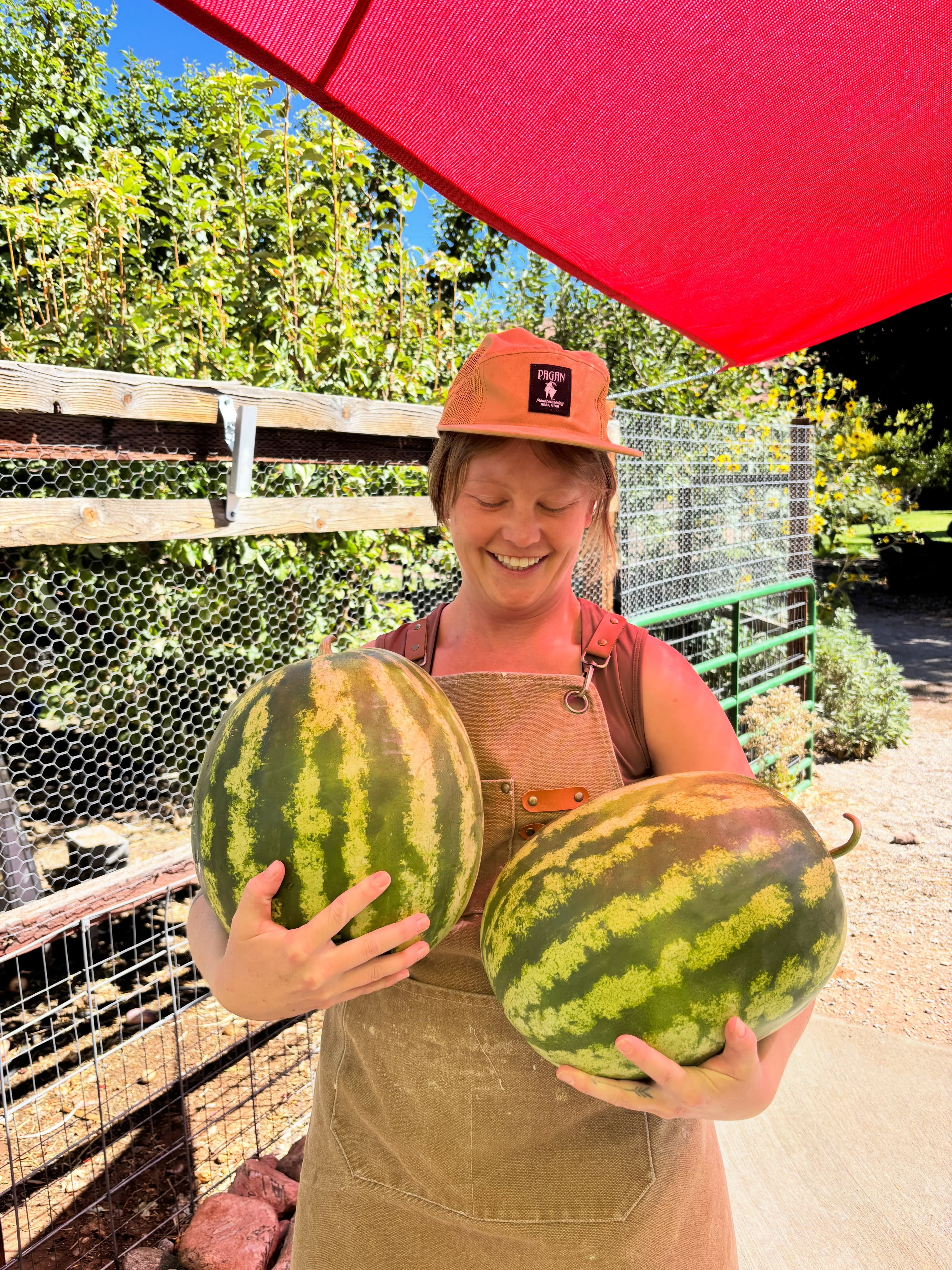 Who has the biggest melons in town??🤔 🍉We have some really big melons! Please come check them out. For sale in the Farmstand today, 9/11. $20 each