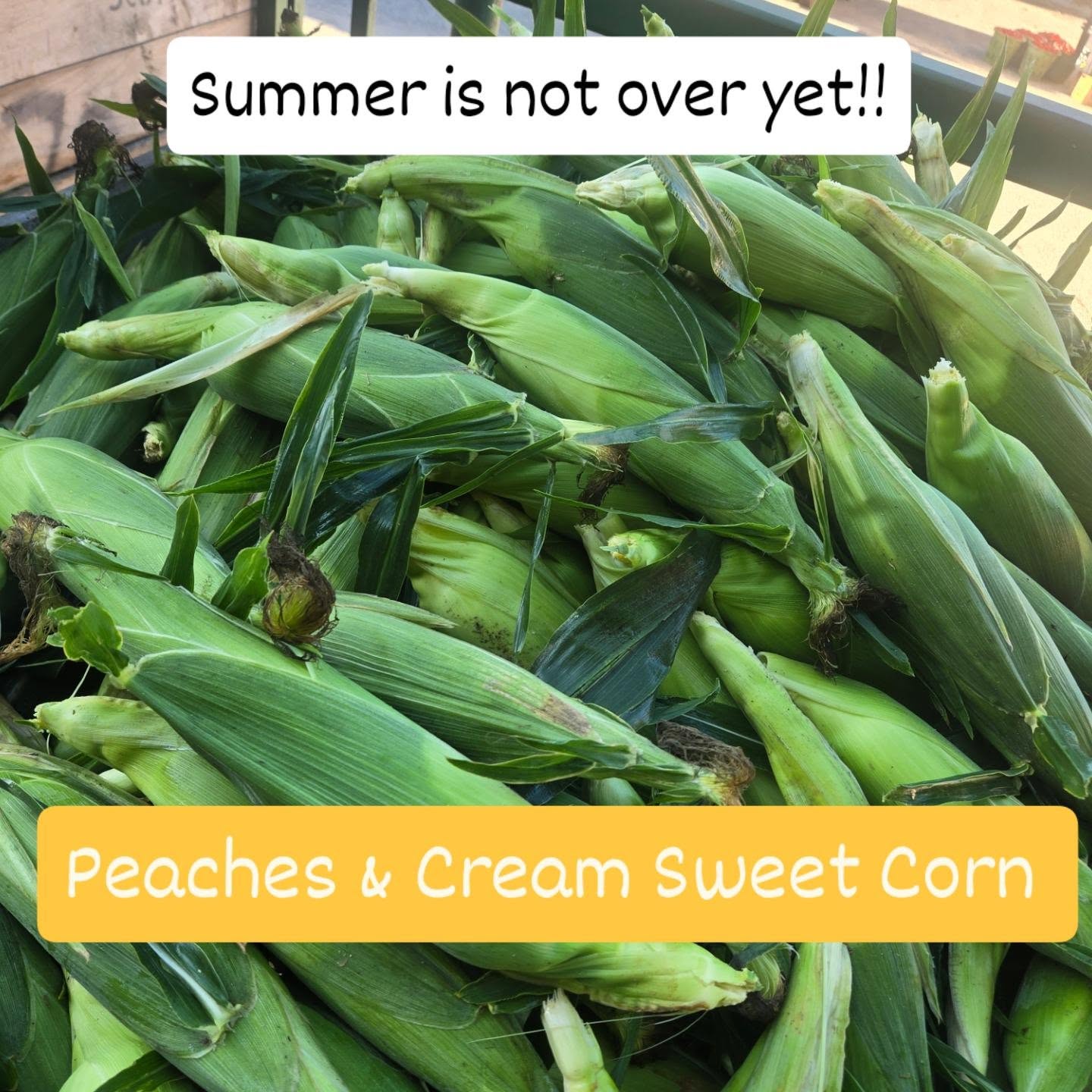 Summer is not over yet and we got the summer flavor all weekend long at 3 locations
Saturday 9am-2pm at The Downtown Windsor Farmers Market @dwfmarket
Friday Saturday 10am-6pm
Sunday 10am-4pm @stevegreenfoods
At The Taste of Walkerville Saturday 11am-10pm
@visitwalkerville
.
.
Only 20 flats of peacjes available this weekend
Lots of sweet Corn
Lots of Watermelon
.
.
#yqg #windsor #windsoressexcounty #essexcounty #windsoressex