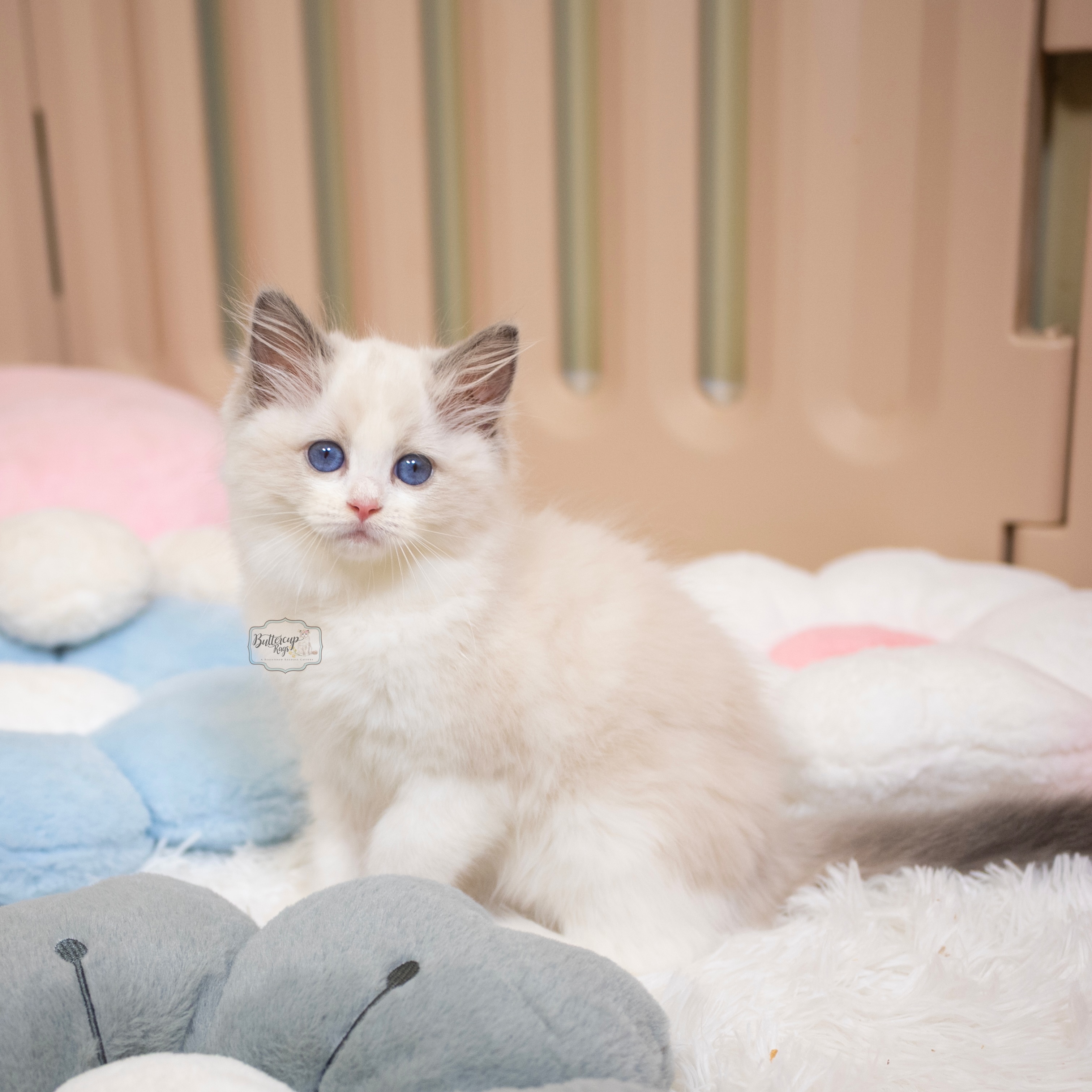 ✨Available Kitten✨
Buttercuprags Kara
Blue bicolor girl
Please email us at Buttercuprags@gmail.com to learn more about Kara.
#ragdollkitten #ragdollkittennyc #kitten #ragdoll #bluebicolorragdoll