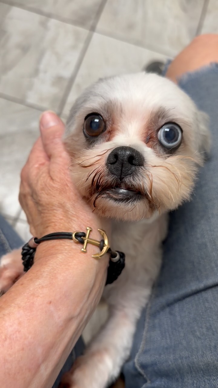 Sometimes we have to go the extra mile to make sure our seniors get what they need.
Lush was an Owner Surrender that badly needed a dental unfortunately she’s got some big heart issues and we need to make sure she’s safe before going under anesthetic. Today, we are at @allcrittersanimalhospital getting her pre-specialist vet exam, bloodwork and a chest x-ray. On Monday she will have an echocardiogram and if all goes well, she’ll be heading off for a referral to @westcoastvetdental
Lush was surrendered due to her owner’s illness and was found to have both a grade 4 heart murmur and grade 4 dental disease. Because of this, she will need to see a specialist for her dental and have an anesthesiologist on board.
Dentals are not inexpensive and a specialist requires even more $$.
If you can help us with Lushe’s dental, donations can be made through our website where 100% of the proceeds come directly to us. Just make a note it’s for Lush.
Thank you always for helping us help the dogs who need us most.
🦷 ~ Karen
#Dogdental #smalldogrescuebc #adoptdontshop #helpushelpdogs teamwork