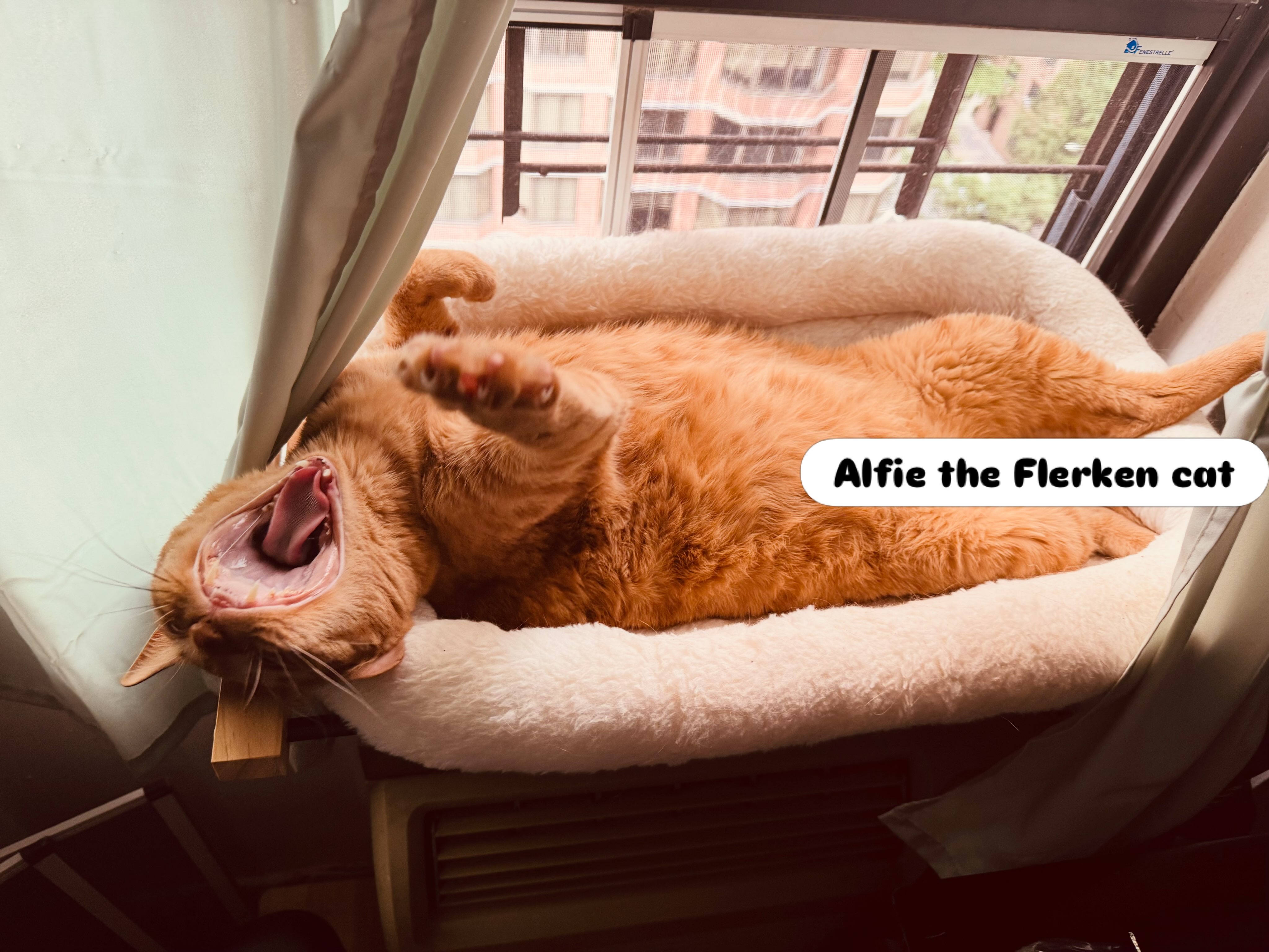 #gingercatsofinstagram