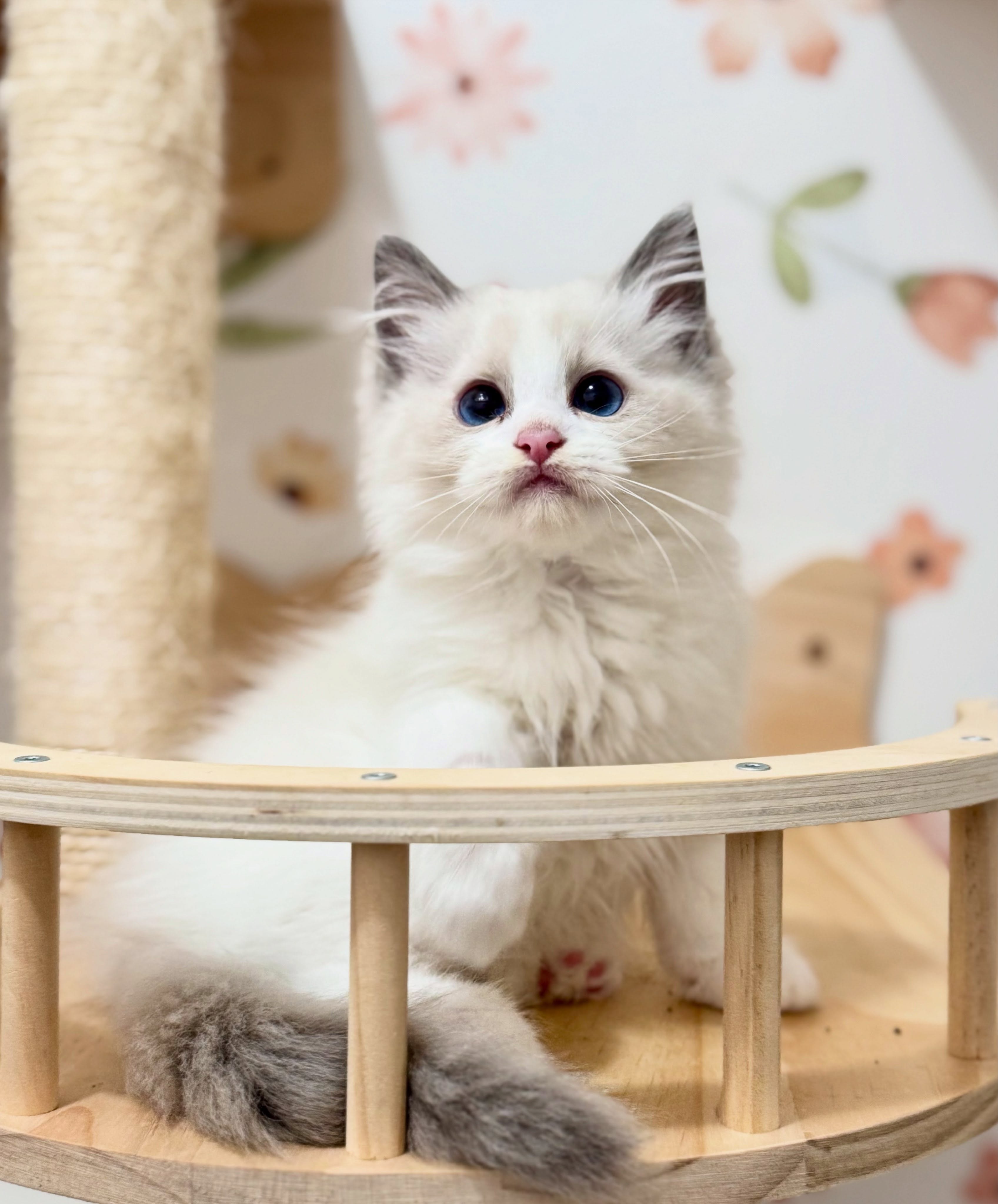 Our little doll Maple 🥰
•
•
•
•
•
•
•
#kitten
#cats_of_instagram
#cats
#kittenoftheday
#ragdoll
