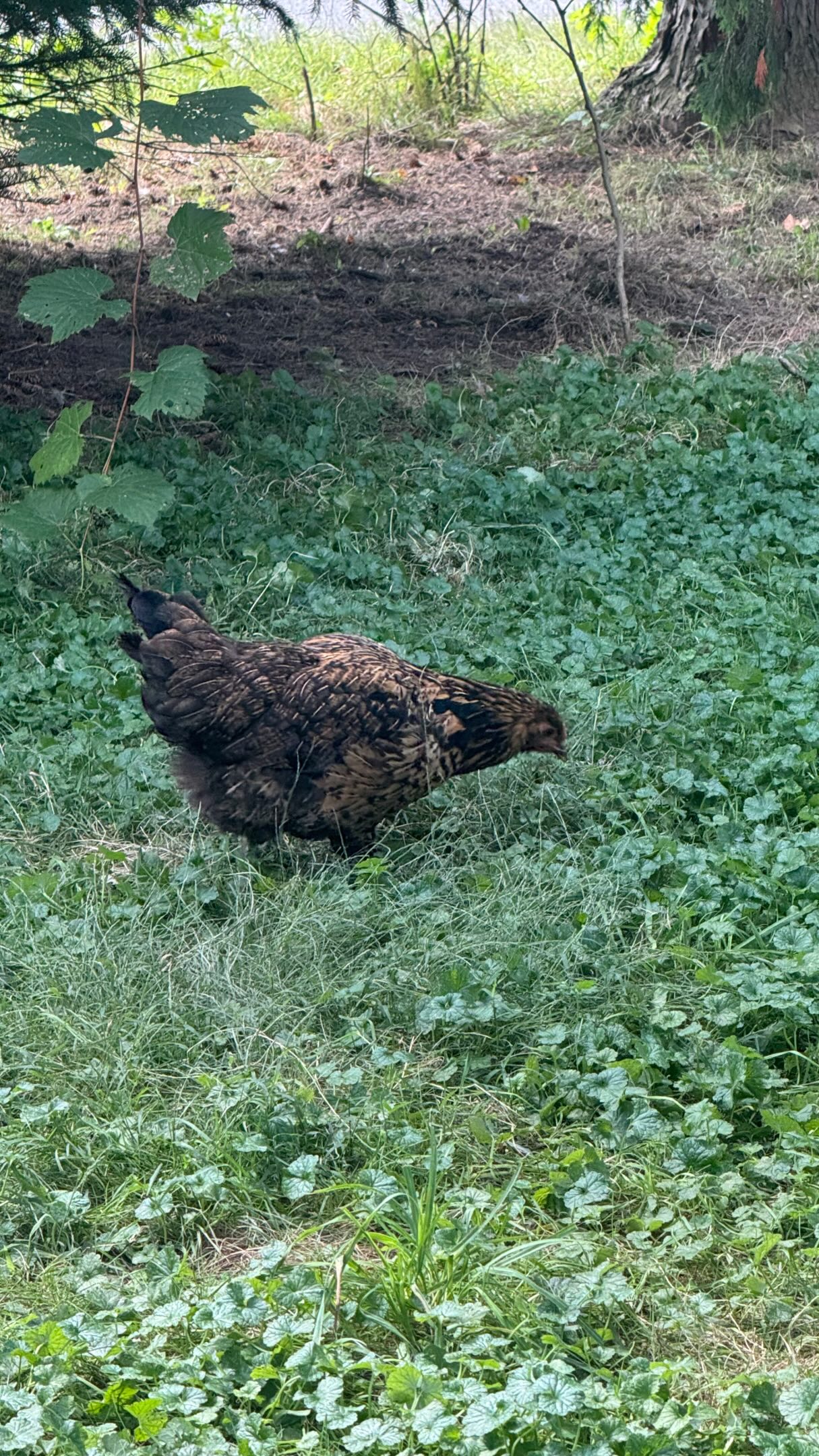 There’s nothing helps get computer work done then being surrounded by chickens, fall leaves, and a temperature below 70.
The only catch? Finding that one very specific 45° angle where the Wi-Fi decides to cooperate.
A small price to pay for an office view like this.
#SimpleLiving #CountryLife #FarmLife #ChickenLife #slowliving