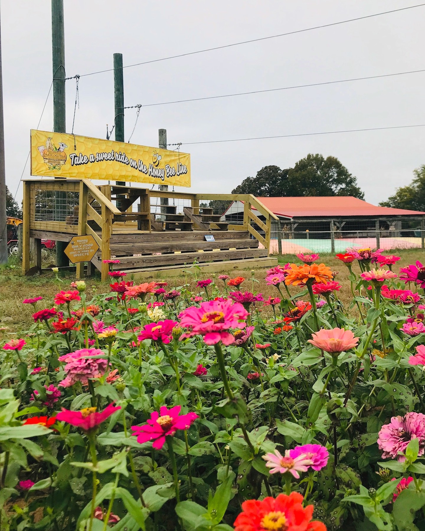 Next weekend's vision board... 🎃✨
Tennessee Pumpkin Fest OPENS next weekend. Get ready for flowers, pumpkins, delicious food, adorable photo ops, and stunning NEW pumpkin displays!
donnellcenturyfarm.com