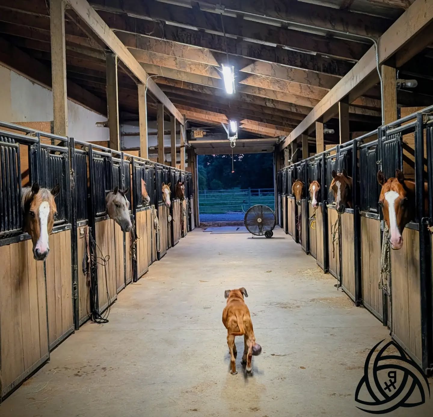 Zoey 🦴 never misses a night check✔️
#PenleyHorsemanship #assistantmanager #14yearsonthejob