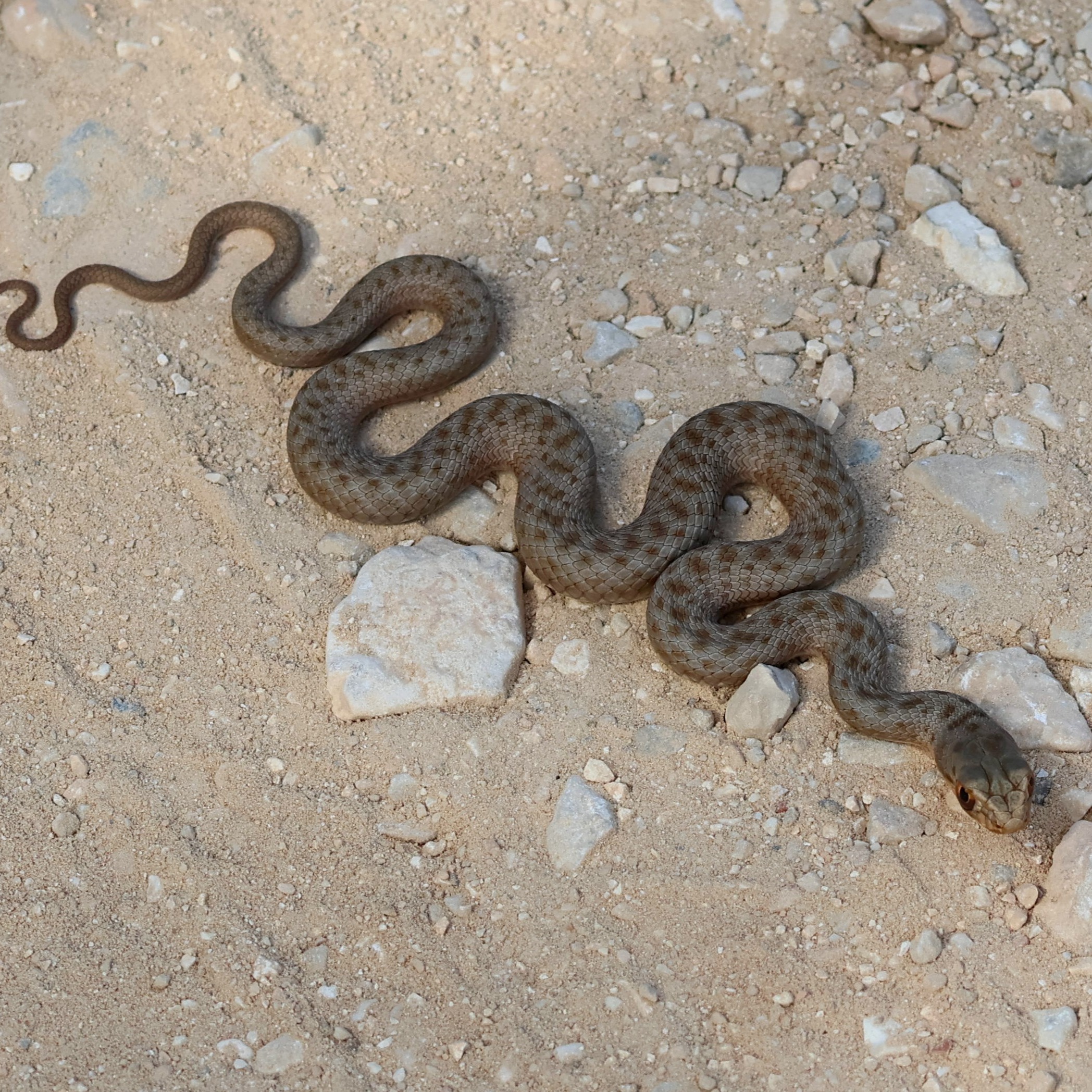 On my walks around Tzanata reservoir I have found lots of shed snake skins. Last week, I finally spotted a snake. This is a juvenile Caspian whip snake, I think. A lot of the young snakes look very similar. This snake was about half a metre long, they grow to over 2 metres in length.
#islandwildlife #kefaloniawildlife #greekwildlife #guidedwildlifewalks #reptile