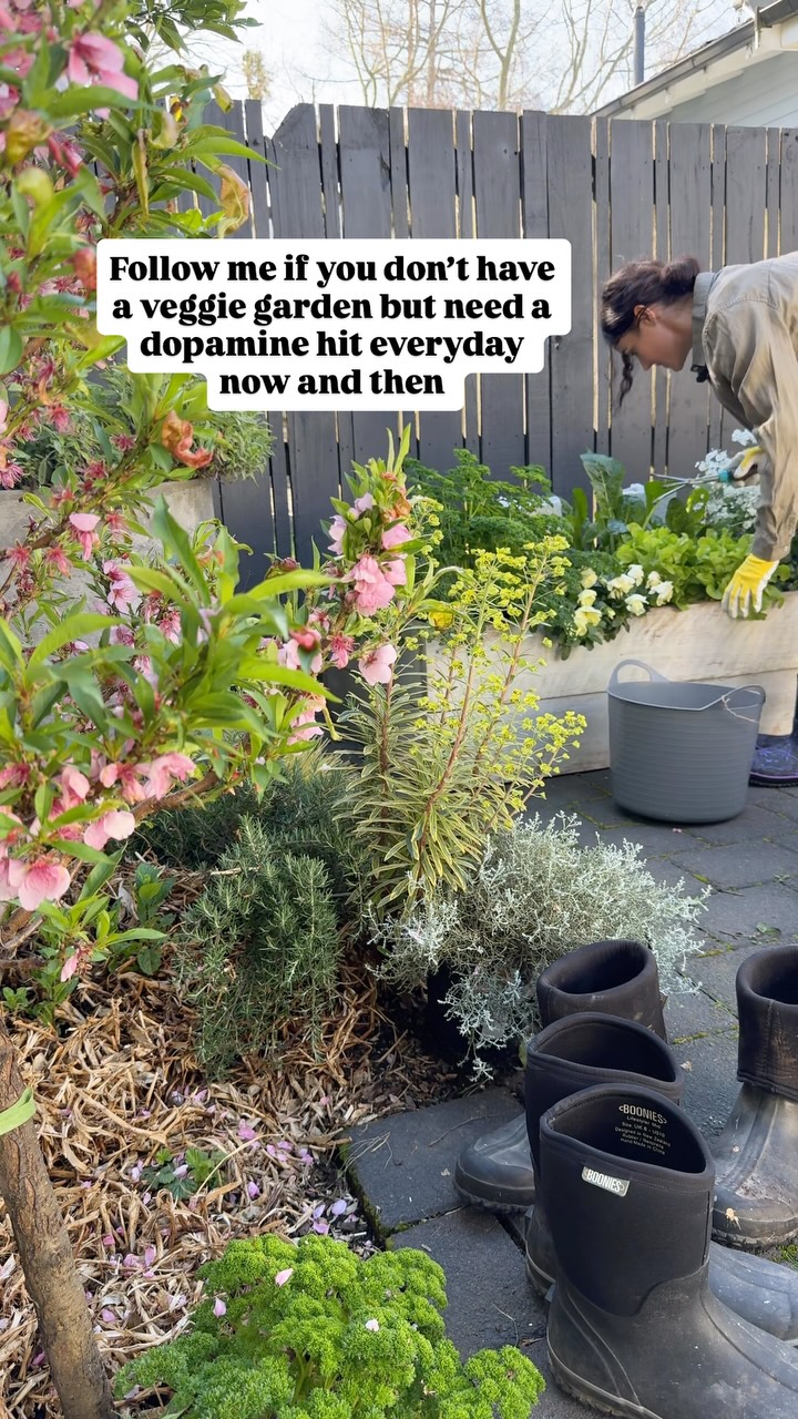 Feel free to live vicariously through my veggie garden if you don’t have one of your own.
It’s a small space, but there’s always something growing, flowering or being harvested.
Consider this your regular dose of garden dopamine.
